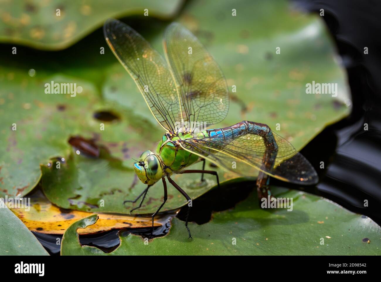 Kaiser Libelle - Anax Imperator, schöne große blaue Libelle aus europäischen Süßgewässern, Stramberk, Tschechische Republik. Stockfoto