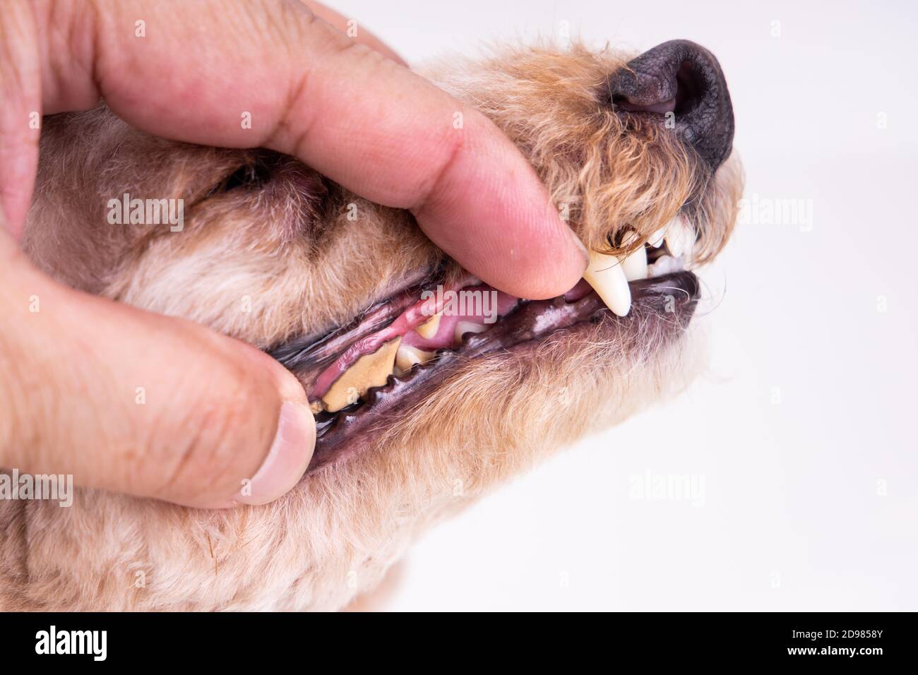 Tierarzt mit Tierhundezähnen, die mit Plaque und Teer überzogen sind Stockfoto