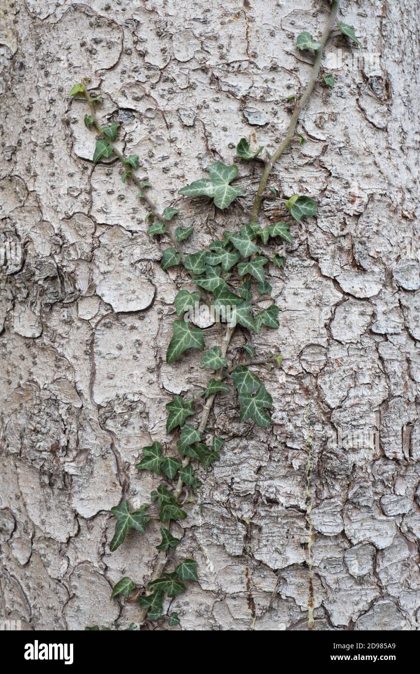 Schleichende Efeu-Pflanze, die an den rauen Schecks von A befestigt ist Baum Stockfoto