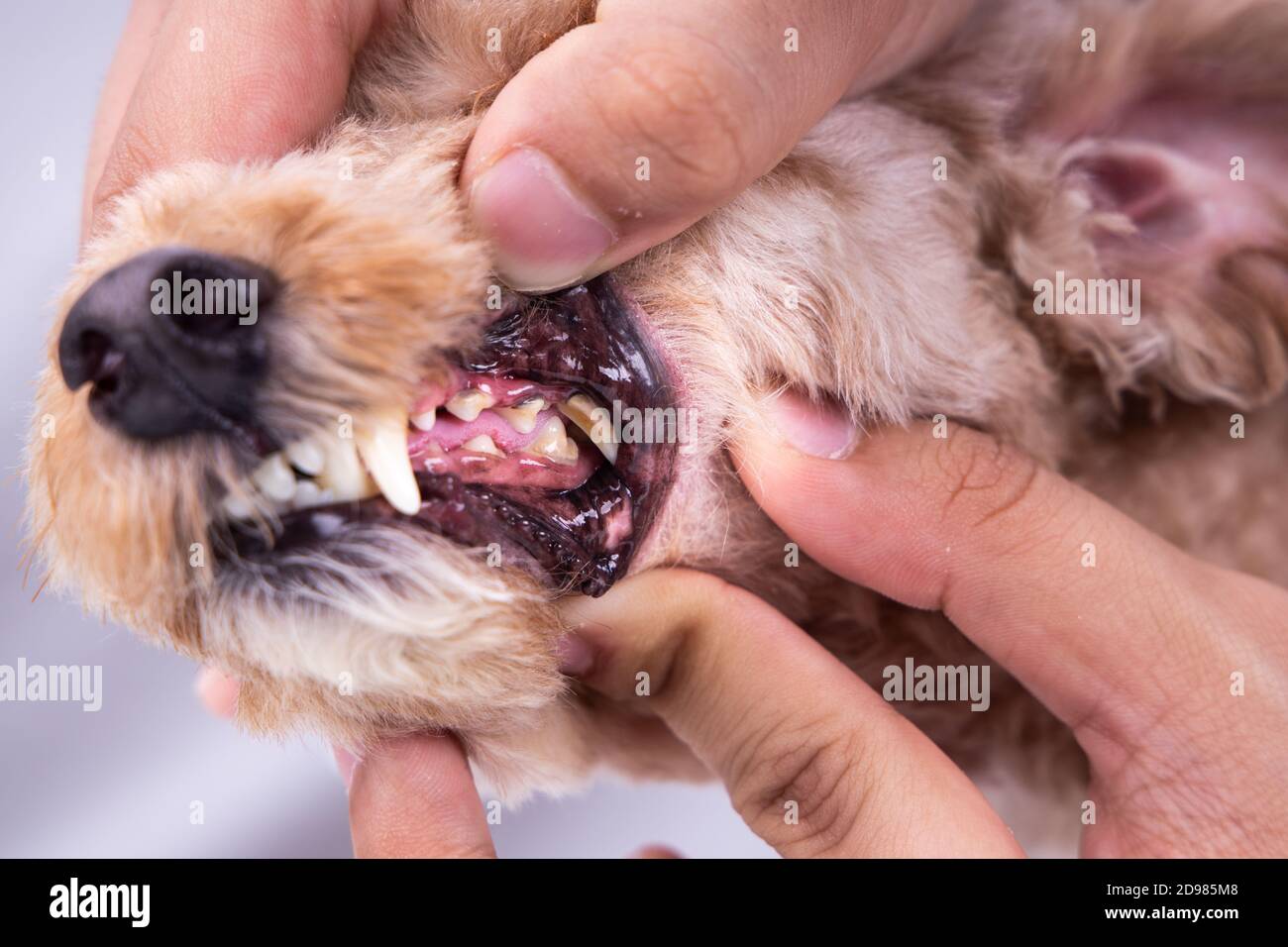 Tierarzt mit Tierhundezähnen, die mit Plaque und Teer überzogen sind Stockfoto