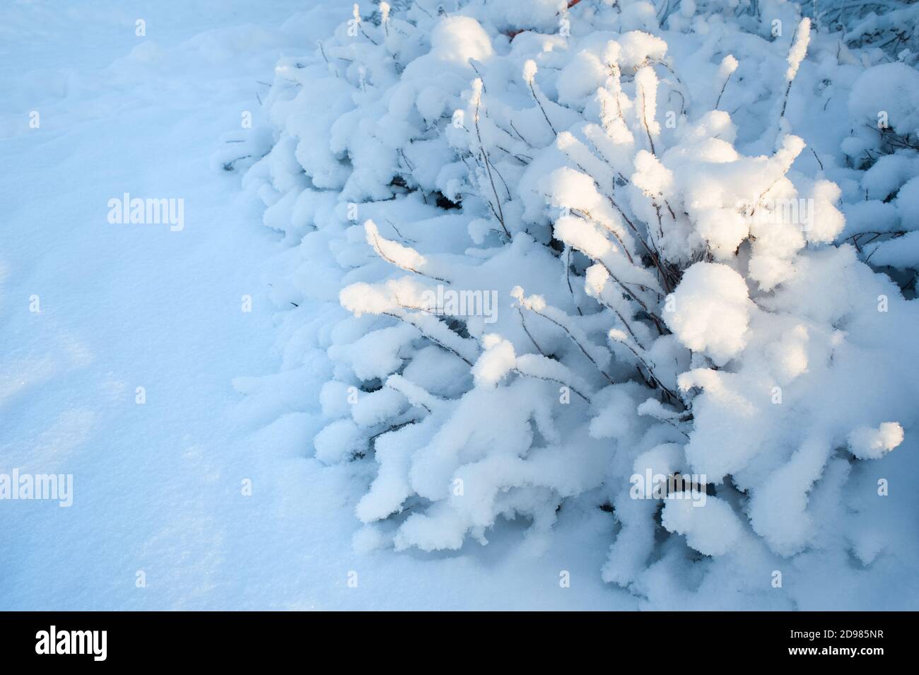 Schneebedeckten Büschen Stockfoto