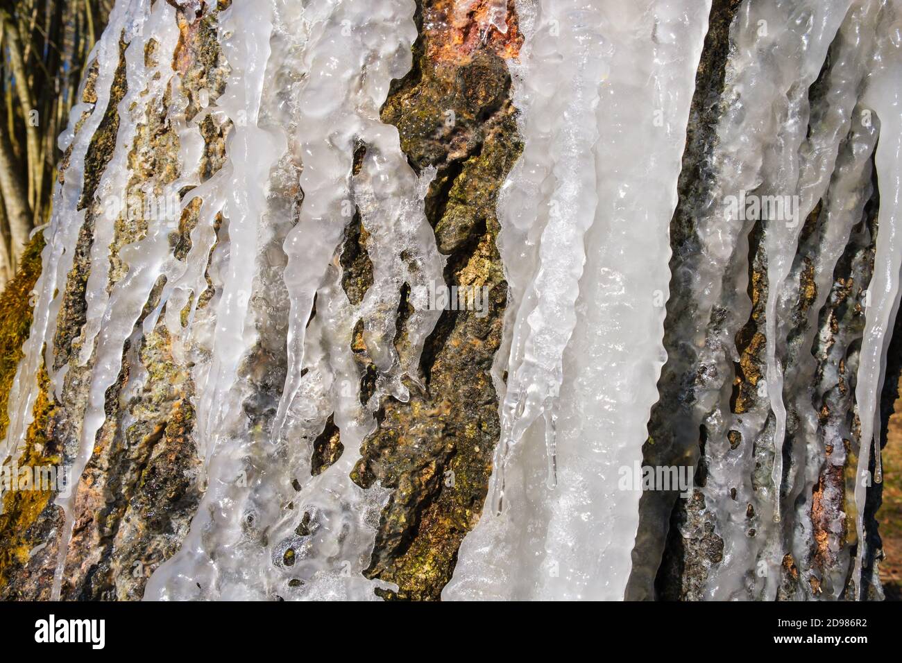 Baumstumpf mit Eiszapfen auf der Rinde Stockfoto