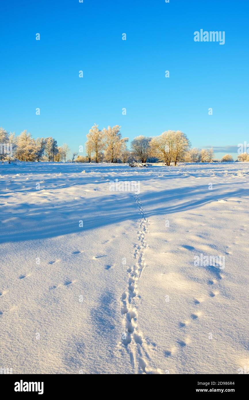Tierspuren im Schnee auf einem Feld Stockfoto