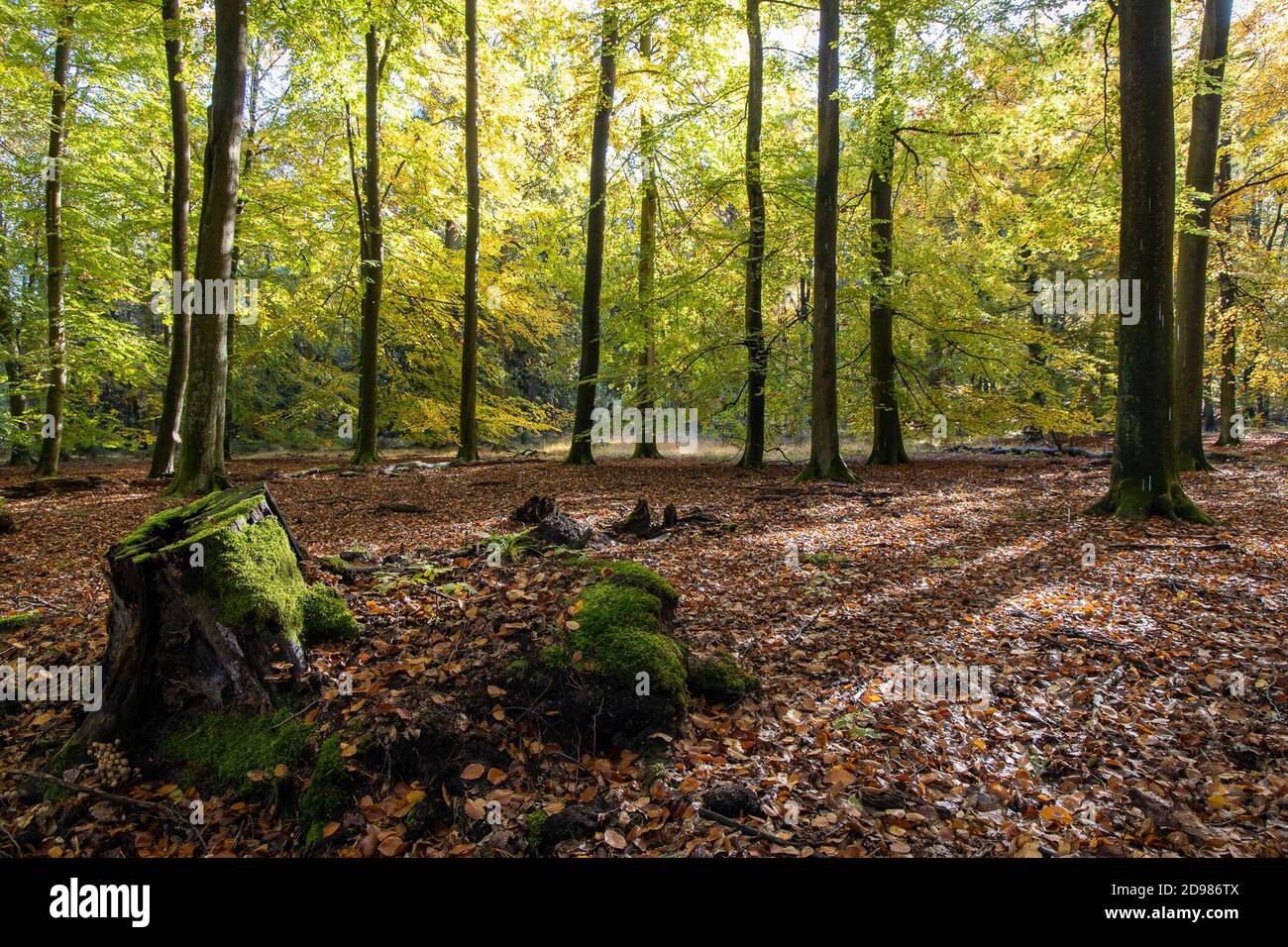 24. Oktober 2020, Brandenburg, ---: Die hohe Fläming ist eines der am wenigsten besiedelten Gebiete Deutschlands. Weniger als eine Autostunde von Berlin entfernt, kann man hier noch wahre Stille genießen. Die waldreiche Landschaft lädt zum Wandern oder Radfahren ein. Und abseits der beschilderten Wanderwege kann es passieren, dass man den ganzen Tag niemanden trifft. (Genauer Aufnahmeort nicht bekannt) Foto: Ingolf König-Jablonski/dpa-Zentralbild/ZB Stockfoto