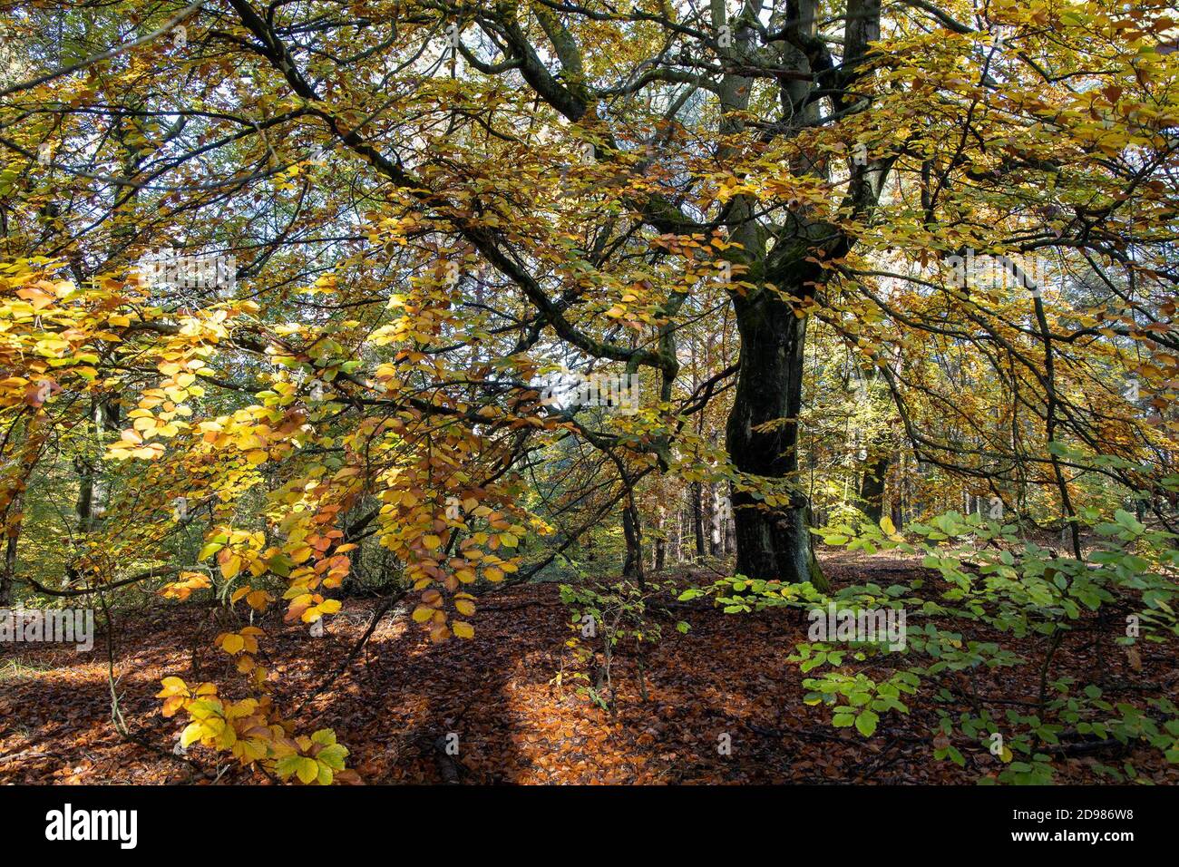 24. Oktober 2020, Brandenburg, ---: Die hohe Fläming ist eines der am wenigsten besiedelten Gebiete Deutschlands. Weniger als eine Autostunde von Berlin entfernt, kann man hier noch wahre Stille genießen. Die waldreiche Landschaft lädt zum Wandern oder Radfahren ein. Und abseits der beschilderten Wanderwege kann es passieren, dass man den ganzen Tag niemanden trifft. (Genauer Aufnahmeort nicht bekannt) Foto: Ingolf König-Jablonski/dpa-Zentralbild/ZB Stockfoto