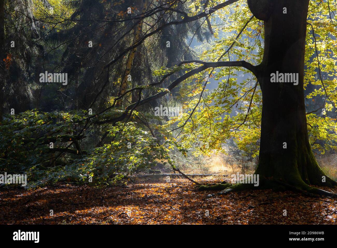 24. Oktober 2020, Brandenburg, ---: Die hohe Fläming ist eines der am wenigsten besiedelten Gebiete Deutschlands. Weniger als eine Autostunde von Berlin entfernt, kann man hier noch wahre Stille genießen. Die waldreiche Landschaft lädt zum Wandern oder Radfahren ein. Und abseits der beschilderten Wanderwege kann es passieren, dass man den ganzen Tag niemanden trifft. (Genauer Aufnahmeort nicht bekannt) Foto: Ingolf König-Jablonski/dpa-Zentralbild/ZB Stockfoto