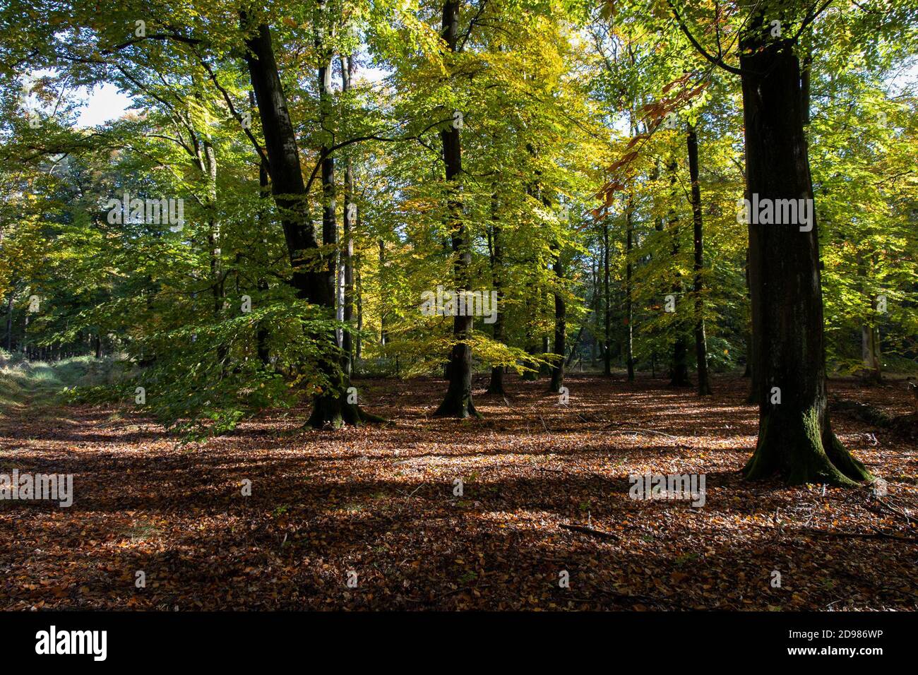 24. Oktober 2020, Brandenburg, ---: Die hohe Fläming ist eines der am wenigsten besiedelten Gebiete Deutschlands. Weniger als eine Autostunde von Berlin entfernt, kann man hier noch wahre Stille genießen. Die waldreiche Landschaft lädt zum Wandern oder Radfahren ein. Und abseits der beschilderten Wanderwege kann es passieren, dass man den ganzen Tag niemanden trifft. (Genauer Aufnahmeort nicht bekannt) Foto: Ingolf König-Jablonski/dpa-Zentralbild/ZB Stockfoto