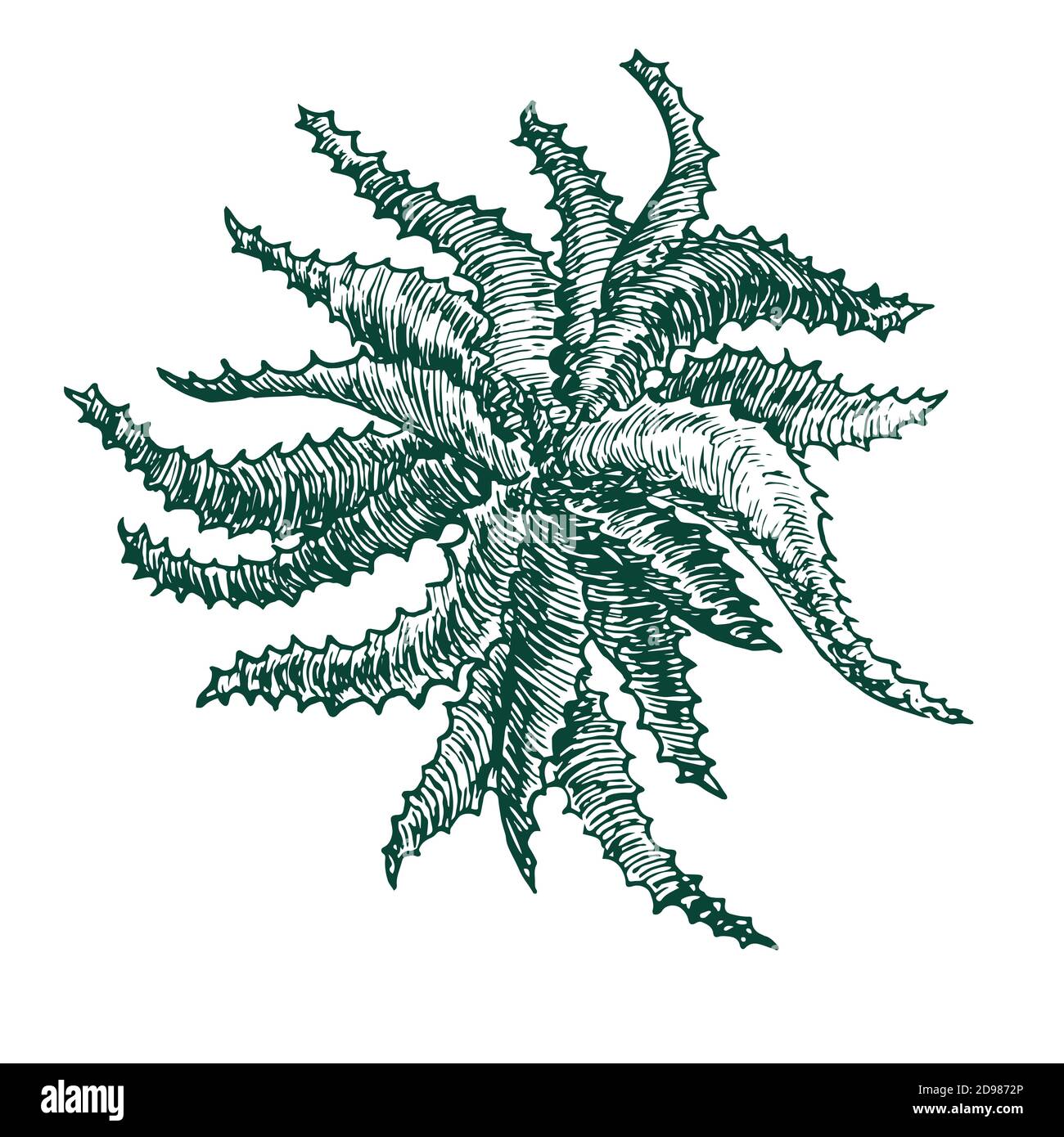 Aloe Vera Pflanze, Holzschnitt Design, handgezeichneter Doodle, Skizzenillustration Stockfoto
