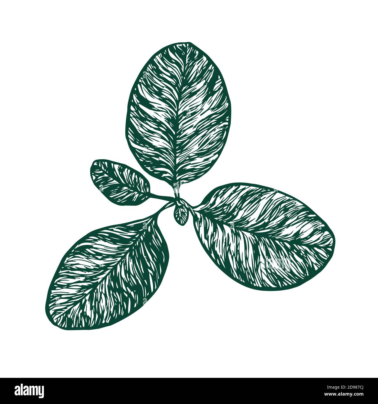 Große Wegerich oder Flohkraut (Plantago Major) Pflanze, Holzschnitt Stil Design, handgezeichnete Doodle, Skizzenillustration Stockfoto