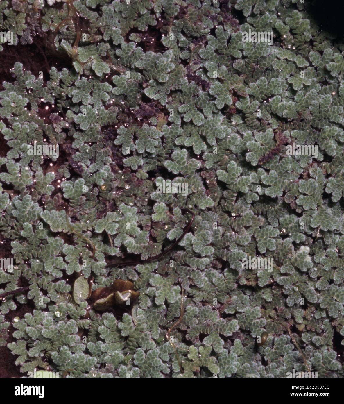 Azolla filiculoides, auch Mückenfarn genannt Stockfoto