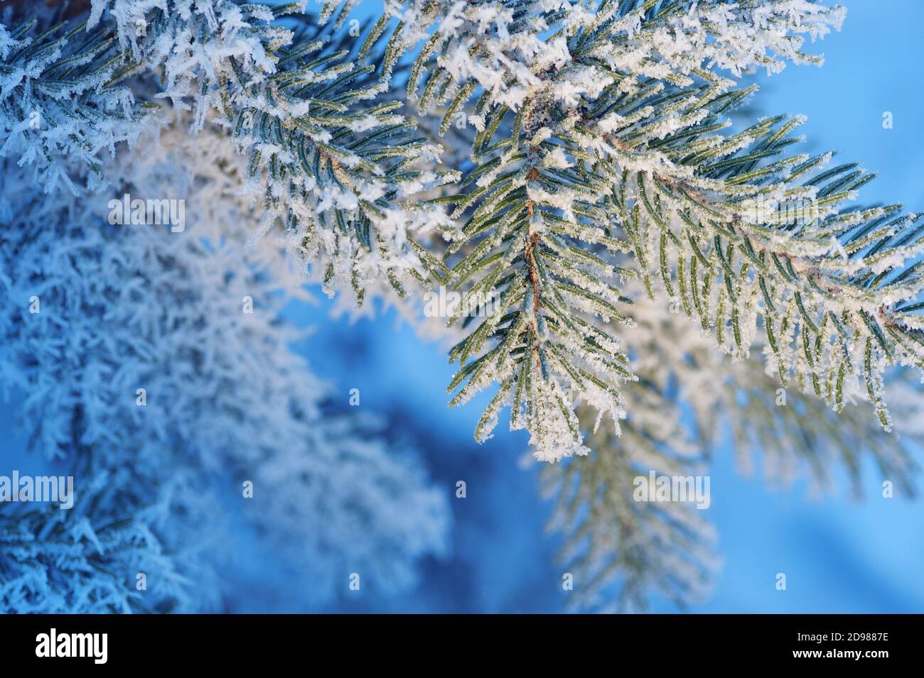Weihnachten immergrüne Fichte schneebedeckten Baum mit frischem Schnee auf blauem Ton, Winter Hintergrund Stockfoto