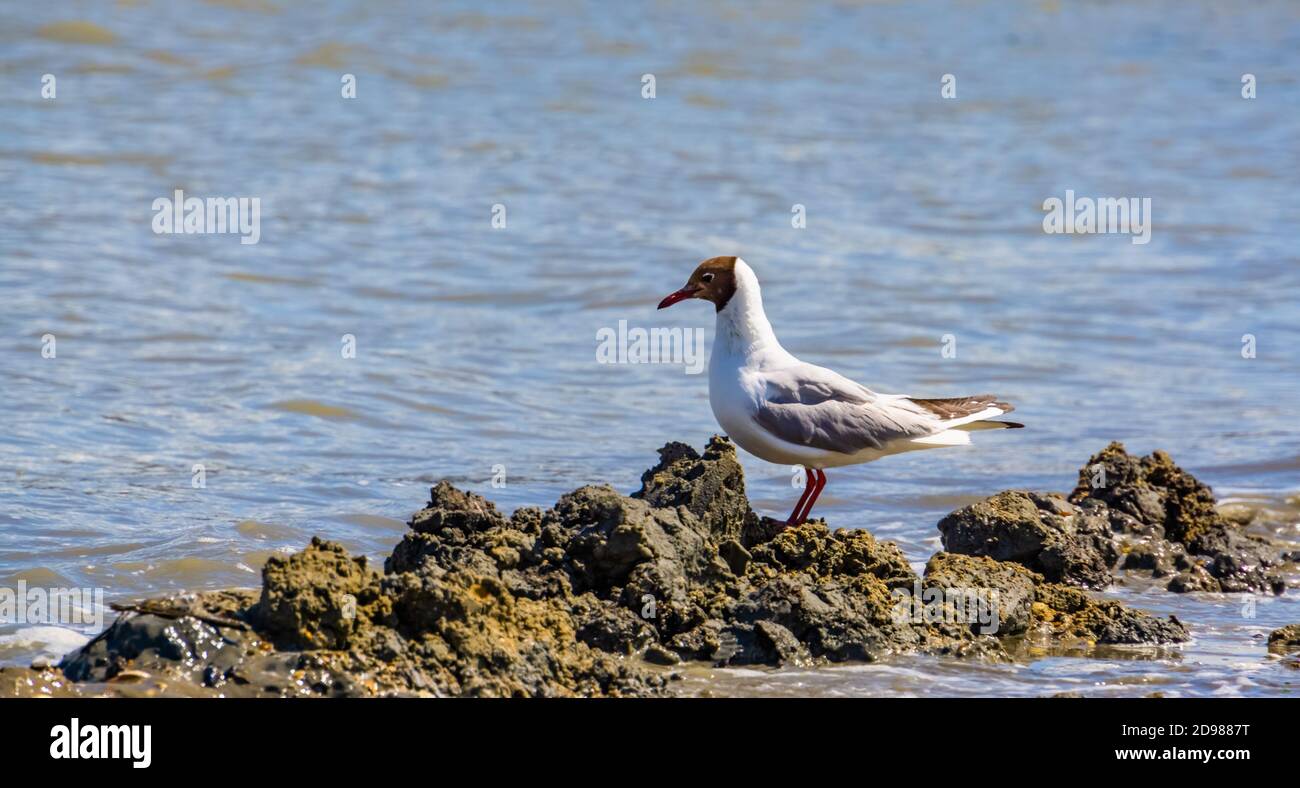Schwarzkopfmöwe mit Sommergefieder am Ozean, gemeinsame europäische Wasservogelart Stockfoto
