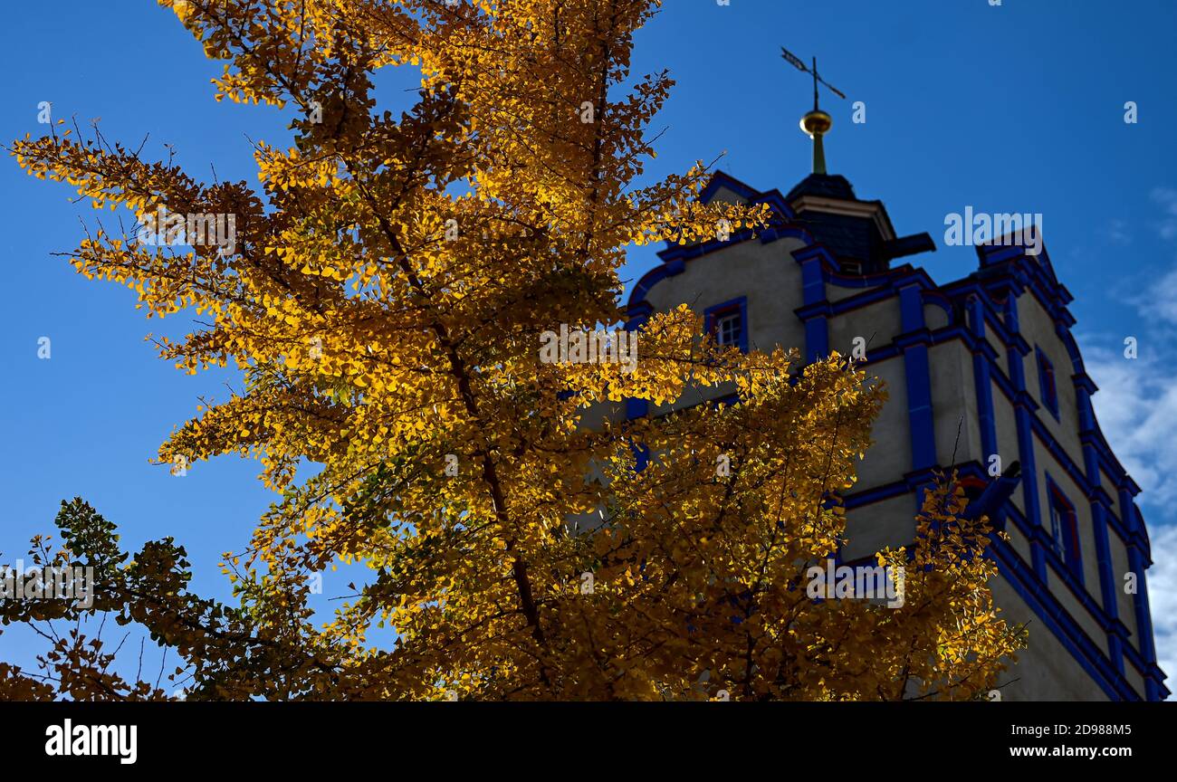 Bernburg, Deutschland. November 2020. Die gelben Blätter eines Ginkgo-Baumes leuchten in der Sonne vor der Burg Bernburg. Der Herbst ist in diesen Tagen meist sonnig. Quelle: Hendrik Schmidt/dpa-Zentralbild/ZB/dpa/Alamy Live News Stockfoto