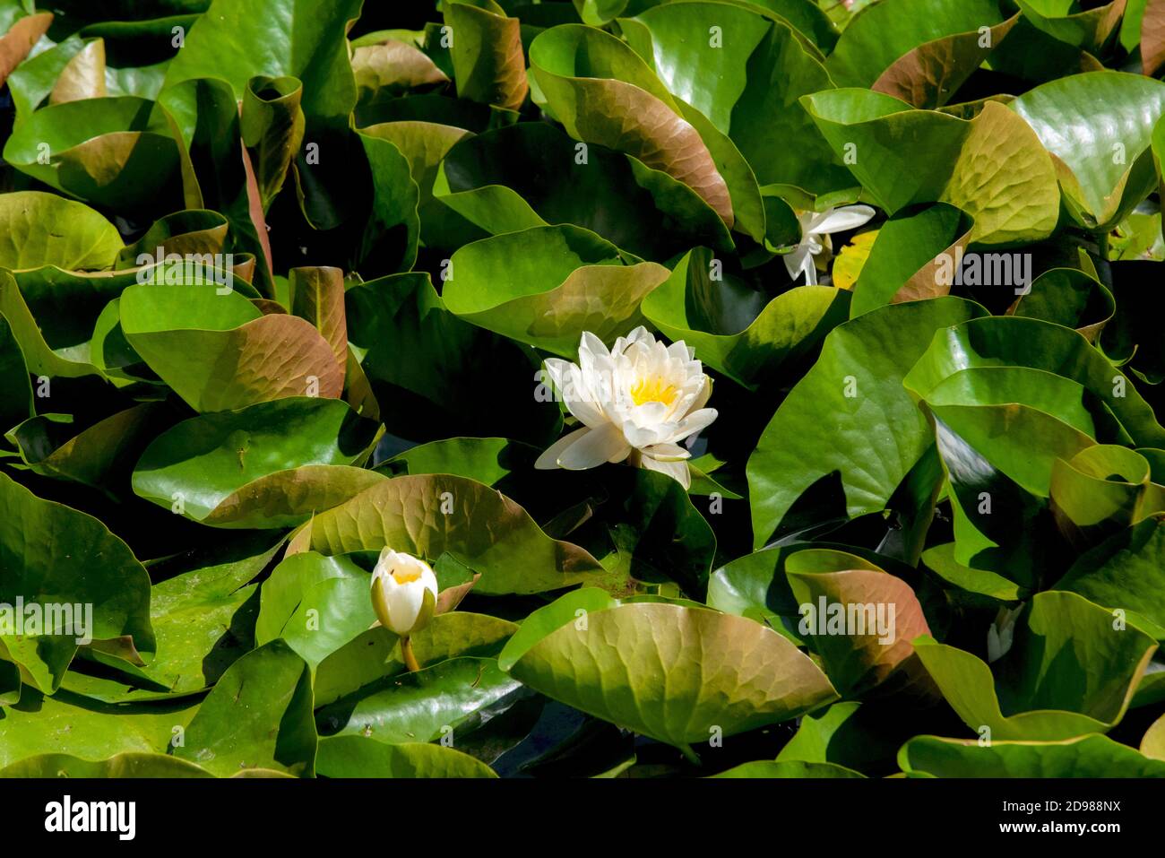 Wasser Lillie's Nymphaea odorata blüht auf einem britischen Teich Stockfoto