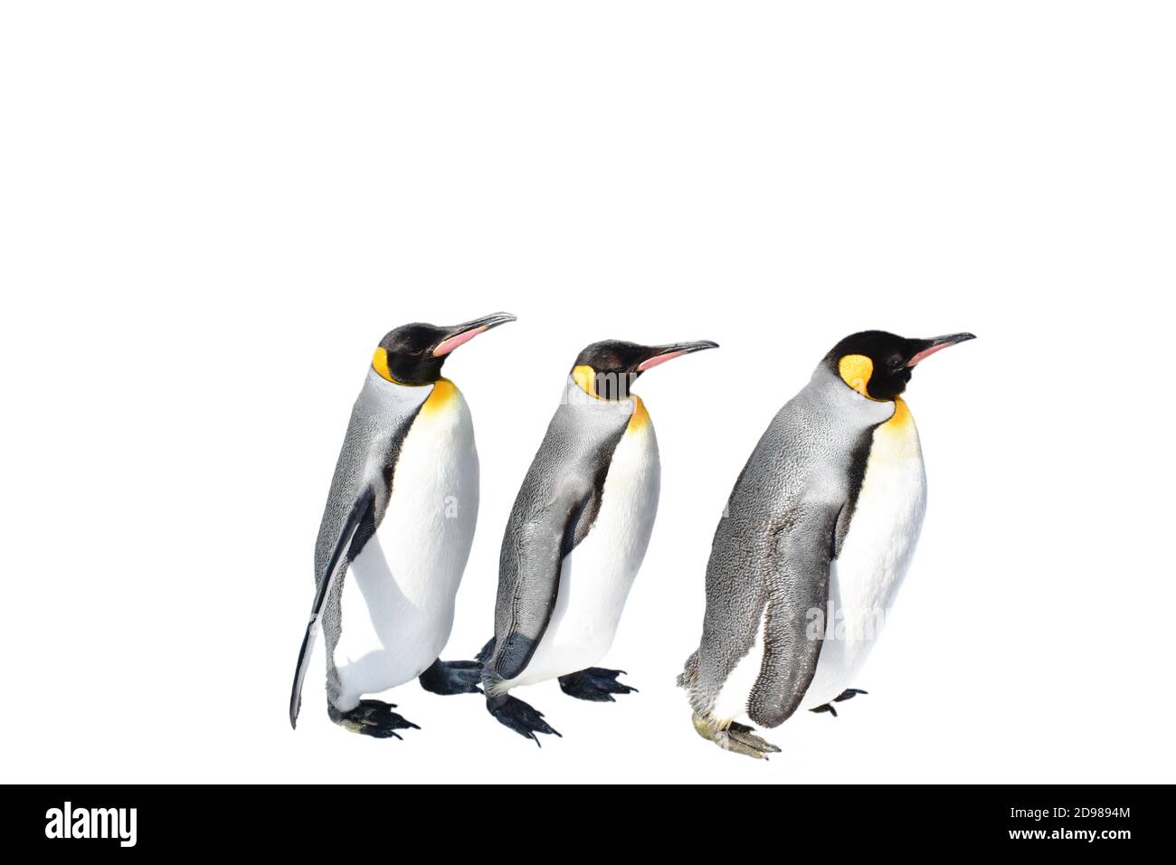 Baby Emperor Penguin Walking Stockfotos Und Bilder Kaufen Alamy