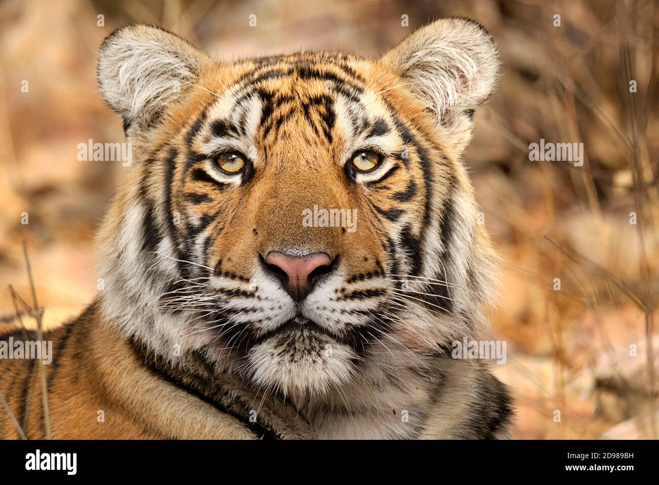 Tigerporträt, Panthera Tigris, Porträtgesicht. Ranthambore-Nationalpark, Indien Stockfoto