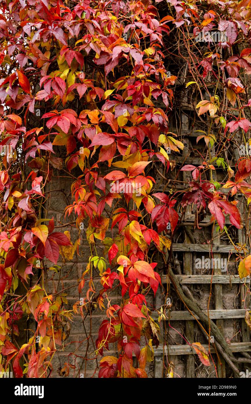 Ein virginia-Kriechgang im Herbst. Die Pflanze klettert ein Gitter auf einem Gitter an einer Wand hoch. Stockfoto