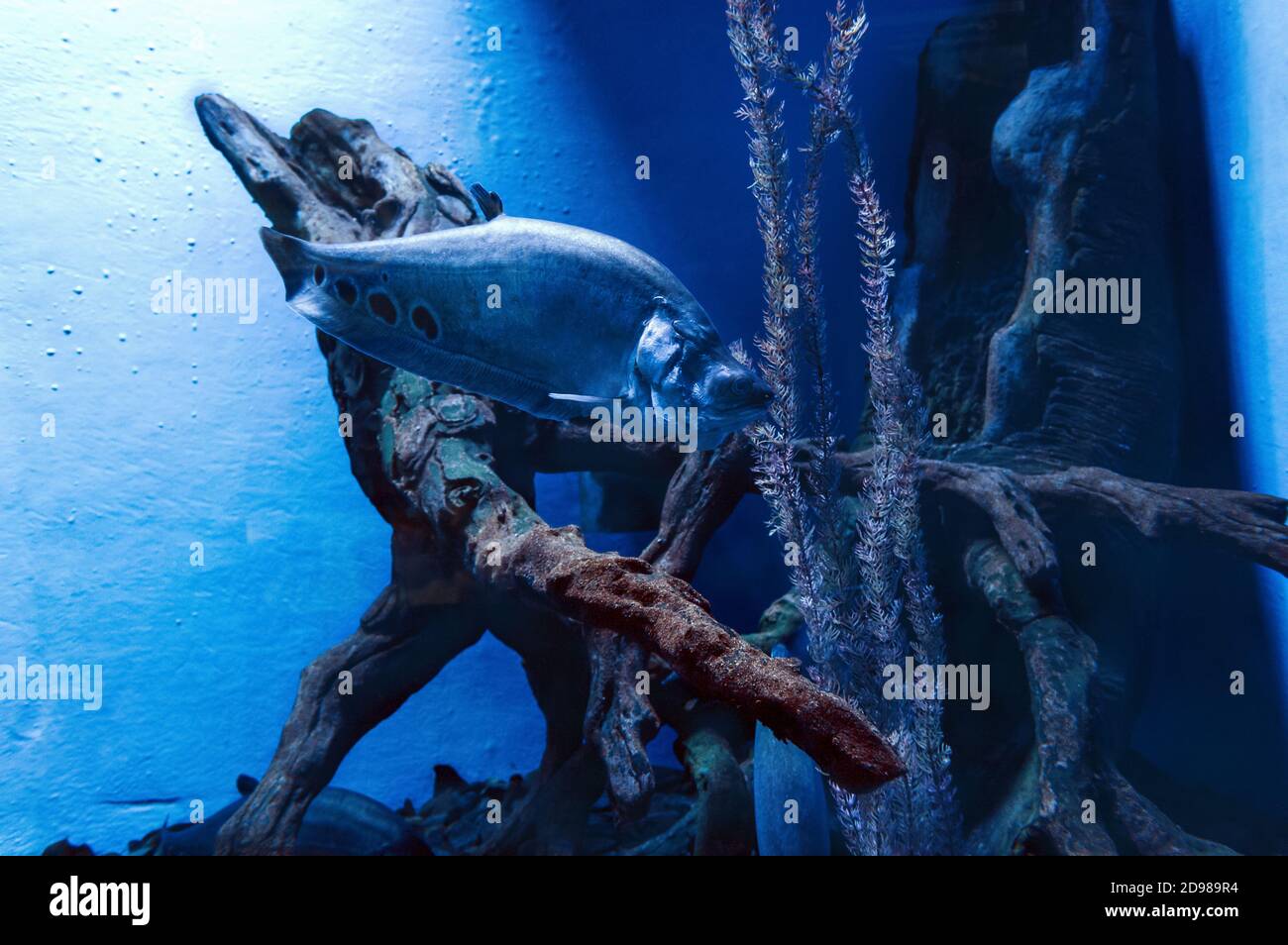 Blick auf schwimmende Clown-Federbeine Stockfoto