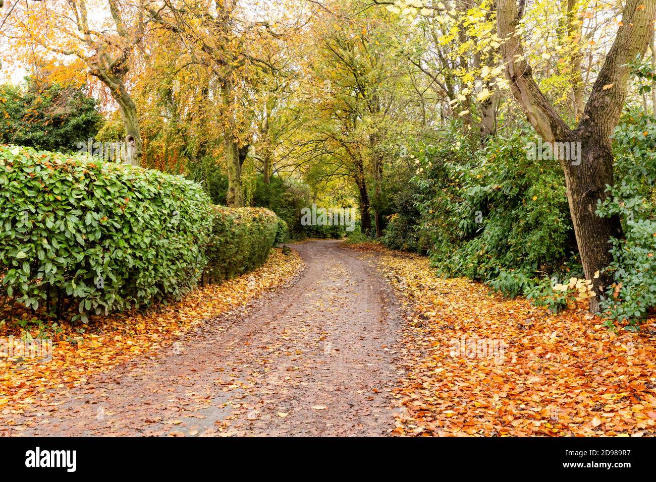 Herbst in Yorkshire. Leaf Fall an der Seite des Fairfield Drive, einer grünen Gasse in Baildon, Yorkshire, England. Stockfoto
