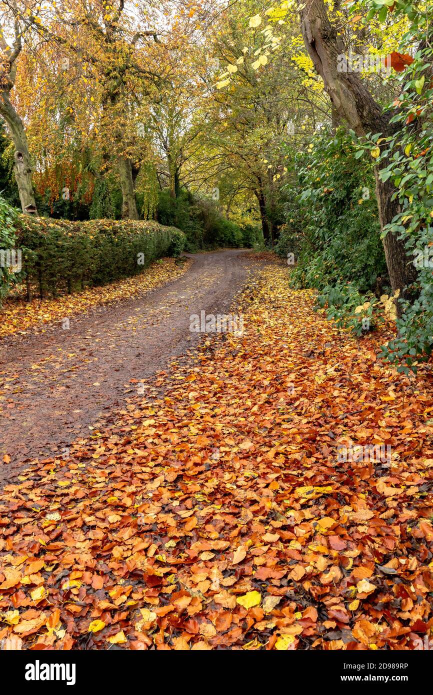 Herbst in Yorkshire. Leaf Fall an der Seite des Fairfield Drive, einer grünen Gasse in Baildon, Yorkshire, England. Stockfoto