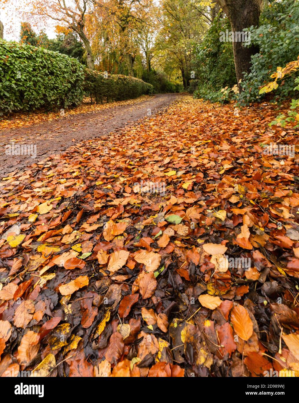 Herbst in Yorkshire. Leaf Fall an der Seite des Fairfield Drive, einer grünen Gasse in Baildon, Yorkshire, England. Stockfoto