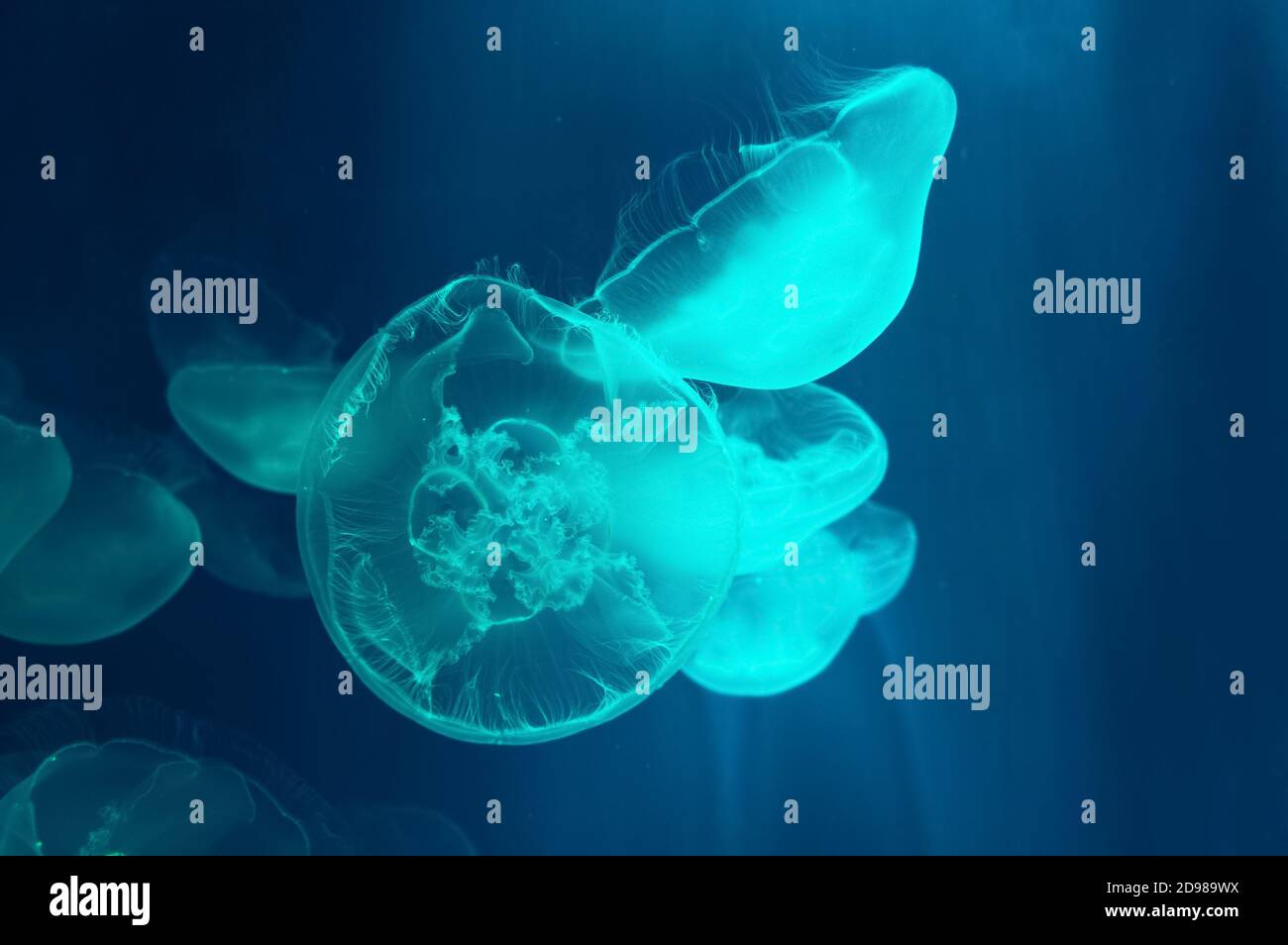 Hübsche schwimmende Mondquallen, beleuchtet mit hellblauem Licht Stockfoto