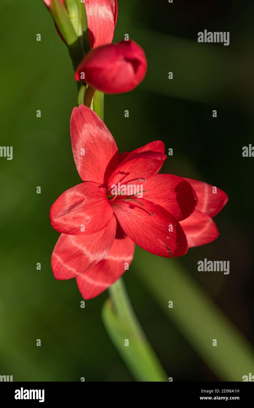 Kaffir Lily Blumen. Stockfoto