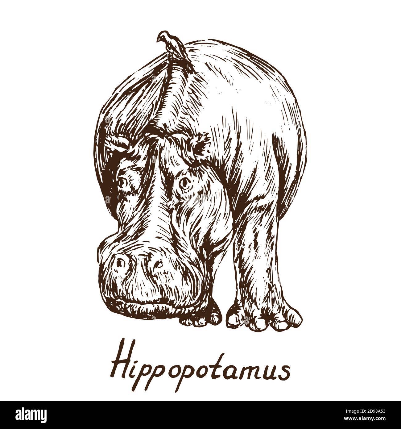 Hippopotamus stehend, skizzieren einfache Doodle Zeichnung mit Inschrift, Tiefdruck-Stil Stockfoto