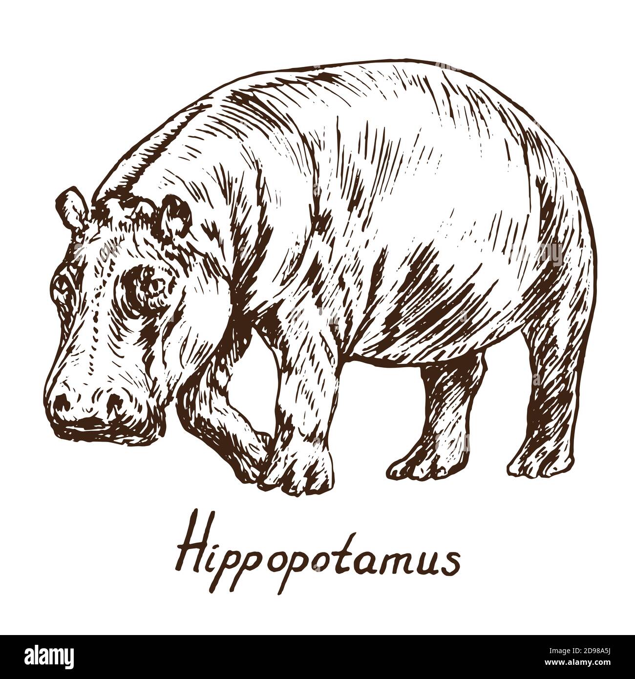 Hippopotamus stehend, skizzieren einfache Doodle Zeichnung mit Inschrift, Tiefdruck-Stil Stockfoto