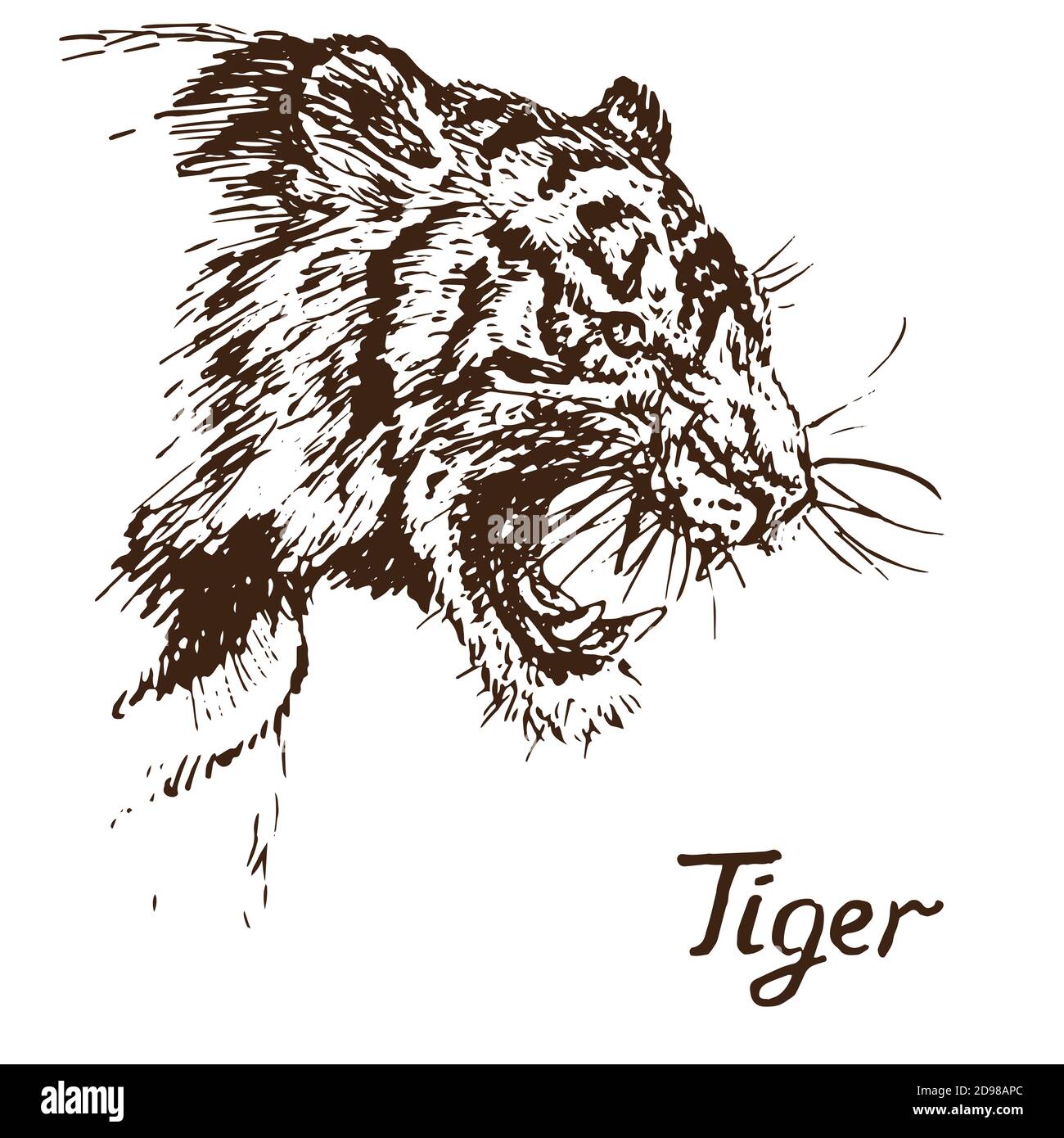 Tiger knurrende Porträt, hat einen verbitterten Mund geöffnet, Eckzähne, handgezeichnete Doodle, Skizze in Tiefdruck-Stil Illustration Stockfoto