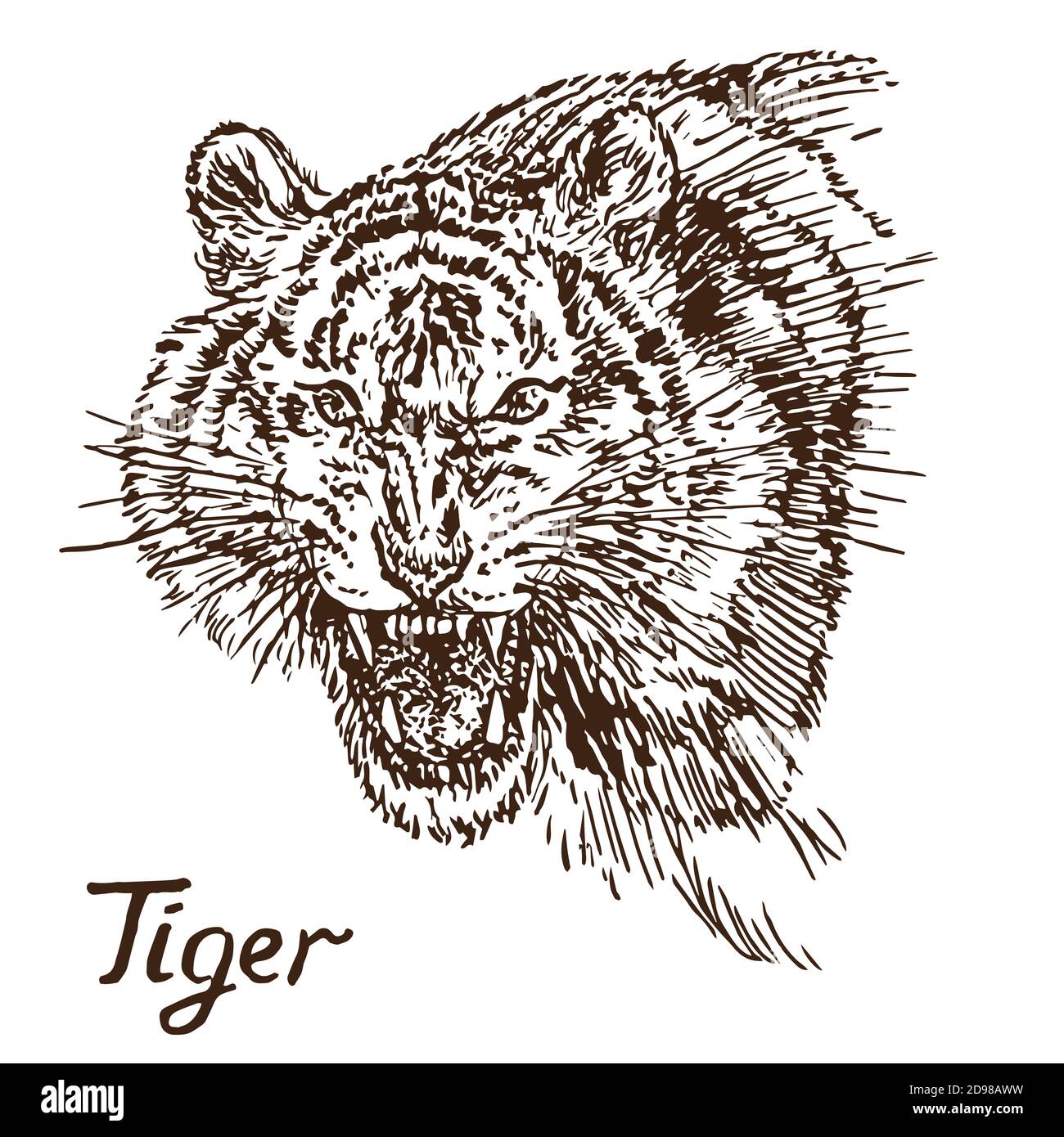 Tiger knurrende Porträt, hat einen verbitterten Mund geöffnet, Eckzähne, handgezeichnete Doodle, Skizze in Tiefdruck Stil Illustration Stockfoto