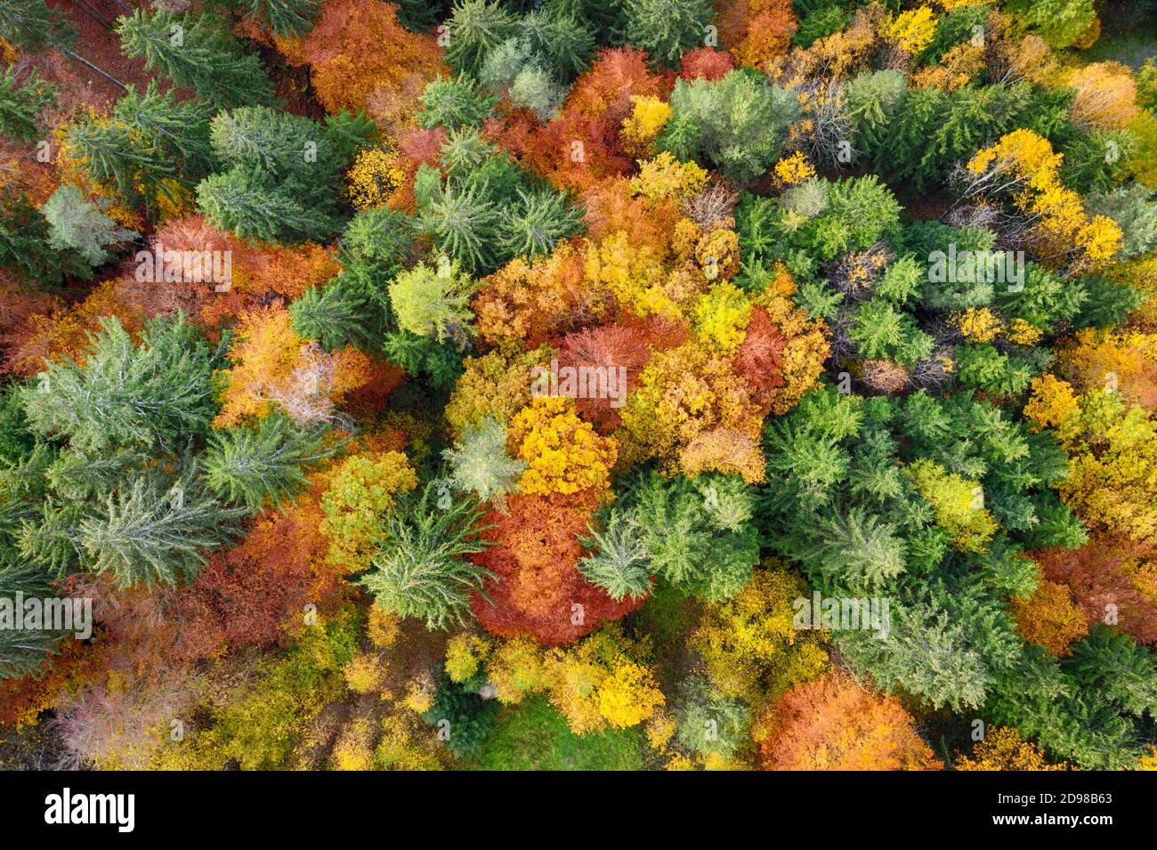 Luftaufnahme des Waldes im Herbst mit bunten Bäumen. Drohne Foto Bild von oben. Stockfoto