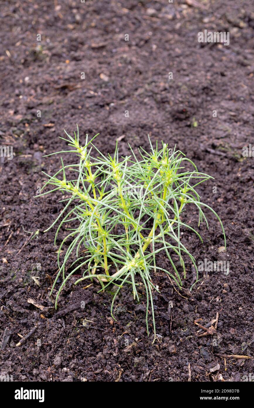 Agretti (Salsola Soda) Pflanzen wachsen in einem Gemüsegarten. VEREINIGTES KÖNIGREICH. Stockfoto Agretti (Salsola Soda) Pflanzen wachsen in einem Gemüsegarten. VEREINIGTES KÖNIGREICH. Stockfoto