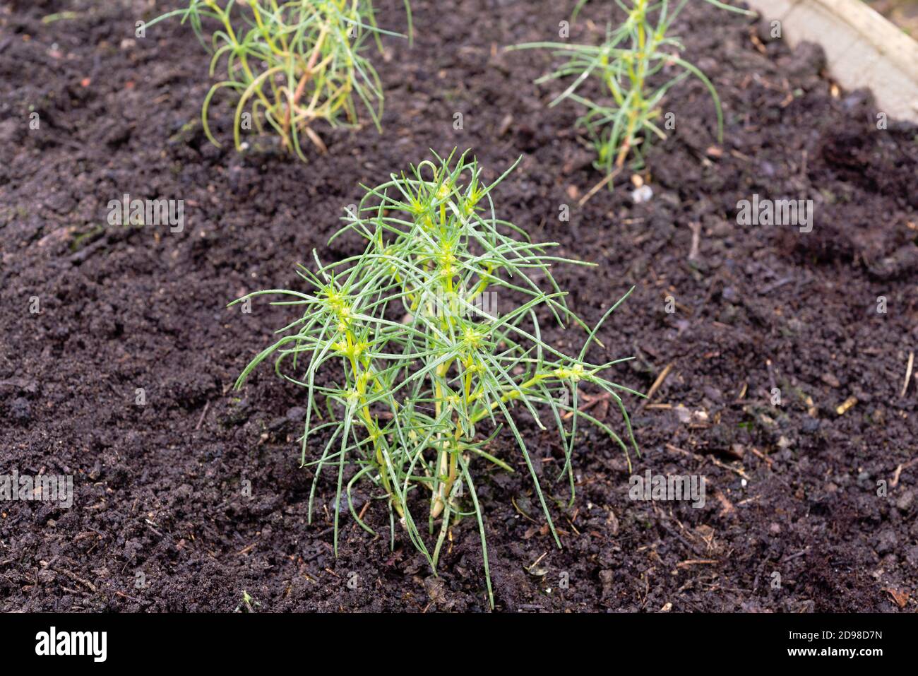 Agretti (Salsola Soda) Pflanzen wachsen in einem Gemüsegarten. VEREINIGTES KÖNIGREICH. Stockfoto Agretti (Salsola Soda) Pflanzen wachsen in einem Gemüsegarten. VEREINIGTES KÖNIGREICH. Stockfoto