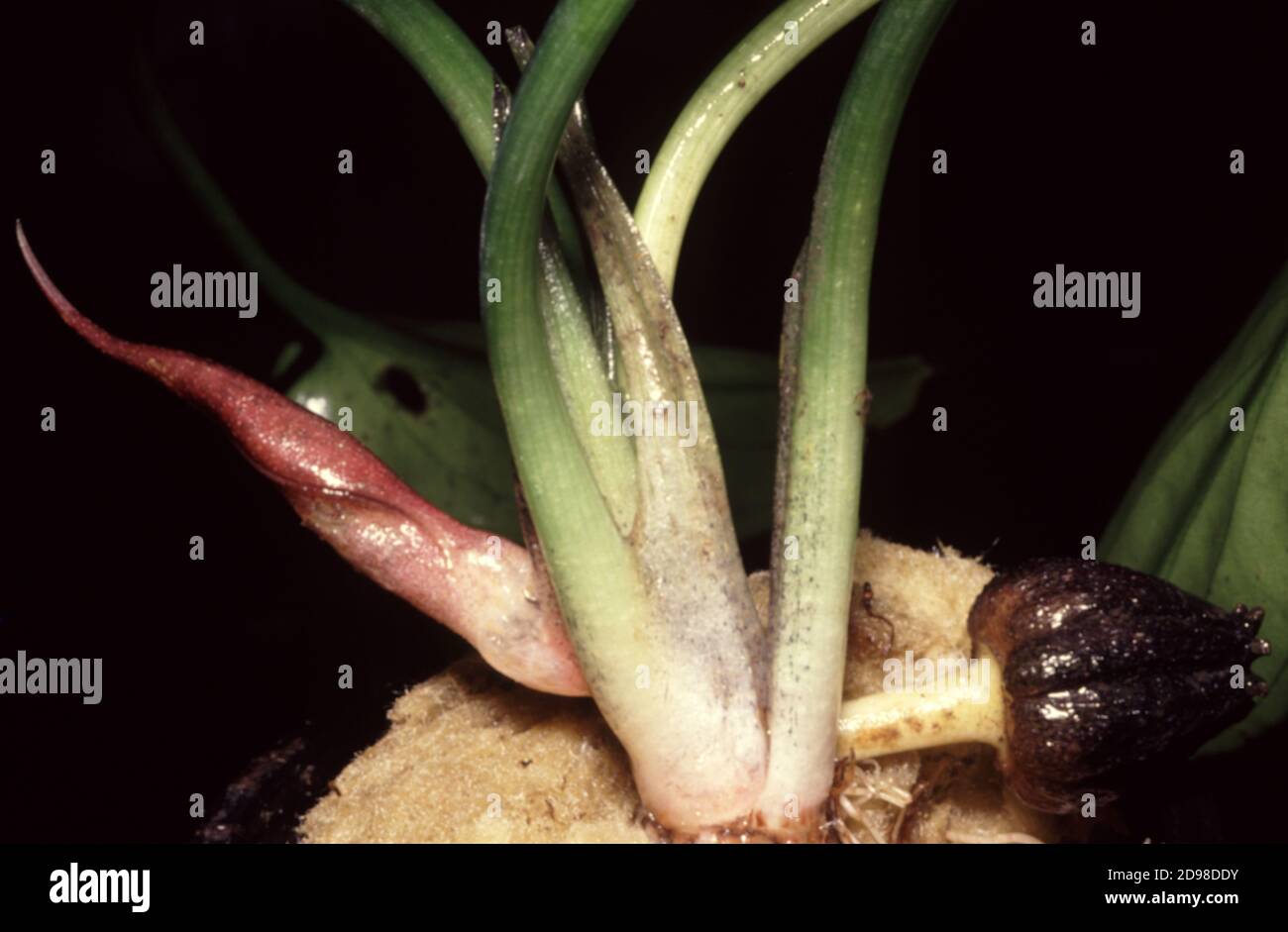 Blume und Frucht des Wassers Trompete (Cryptocoryne sp.) Stockfoto