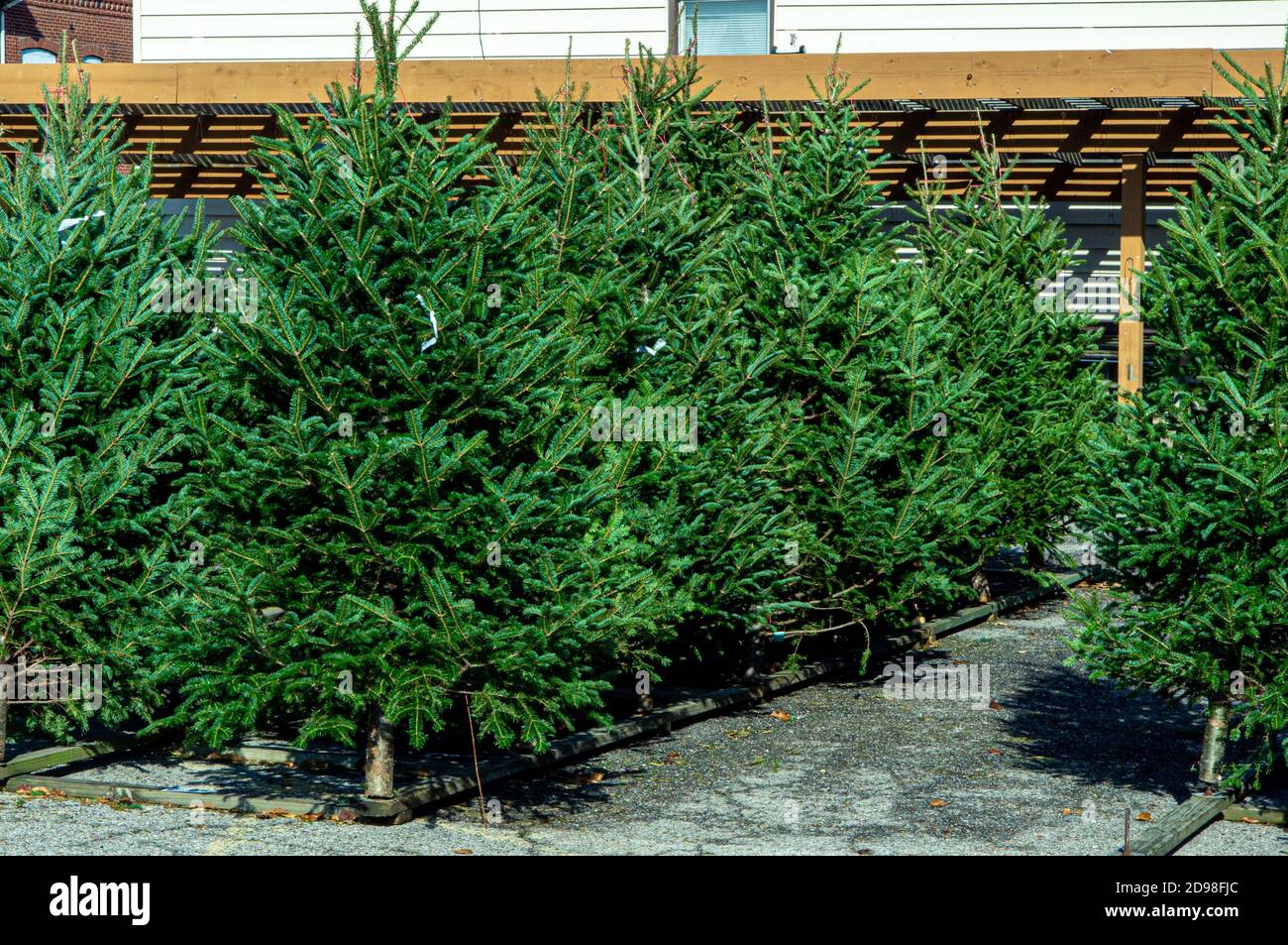 Vielfalt der immergrünen Kiefern und Pelzbäume auf dem Display bei Ein saisonaler Weihnachtsbaum viel Stockfoto