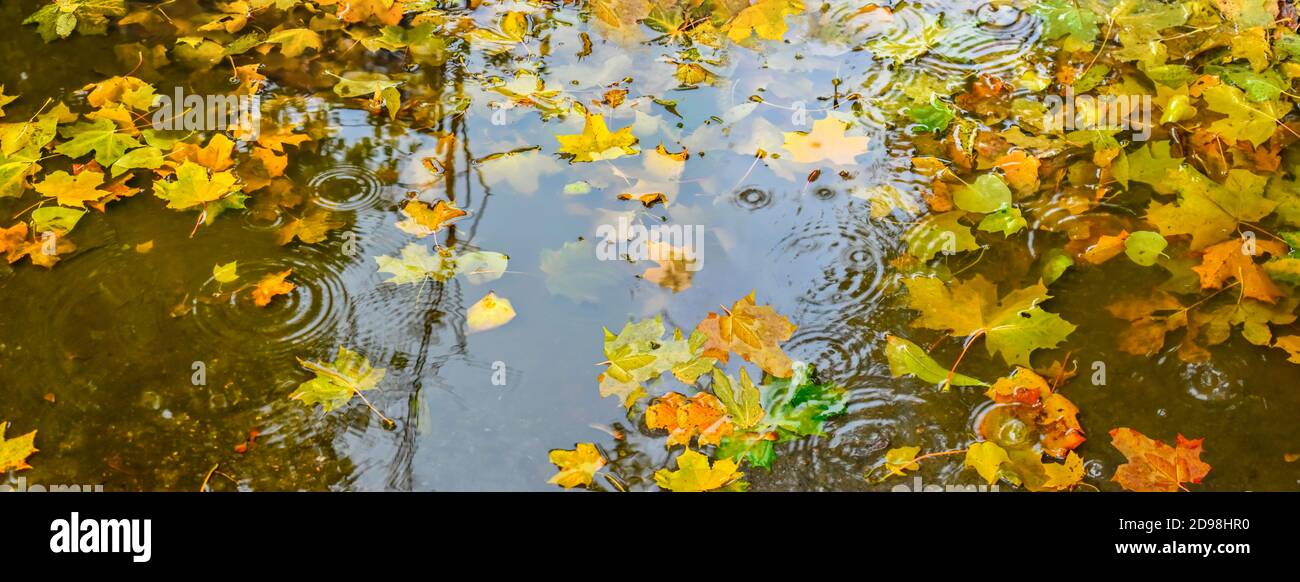 Herbstblätter schwimmen in der Wasserpfütze Stockfoto