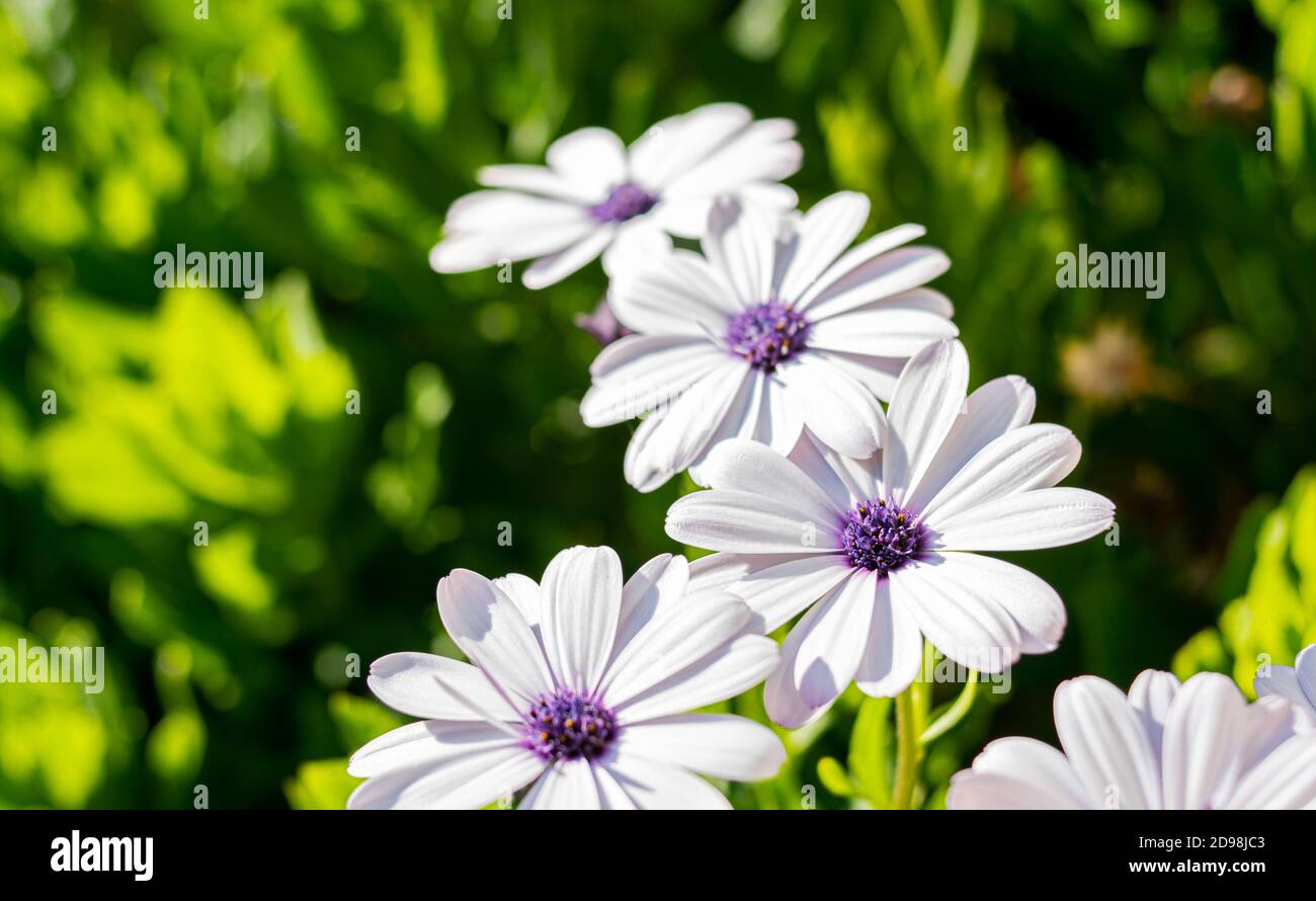 Schöne weiße und violette Blüten auf blättrigen Hintergrund in grün Töne Stockfoto