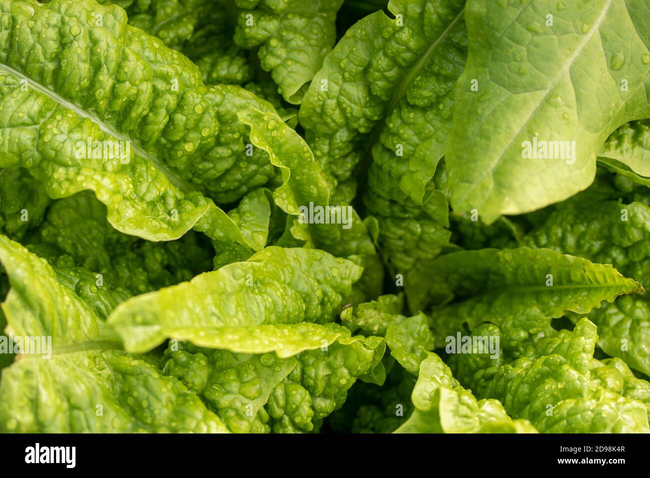 Belaubte Celtuce (Lactuca Sativa), Nahaufnahme der Lebensmittel Stockfoto