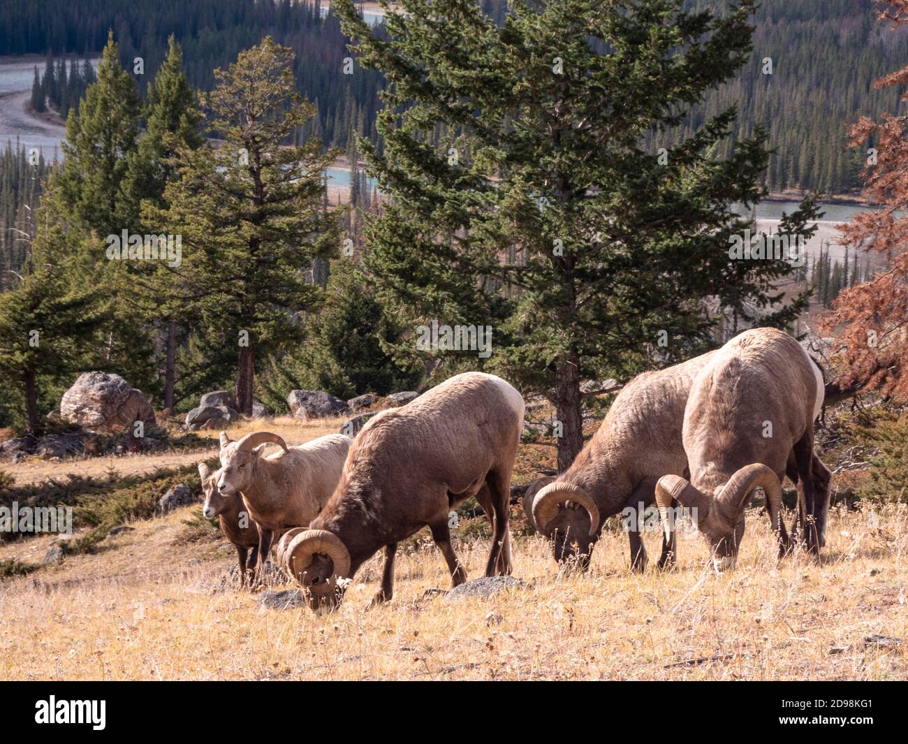 Herde von Dickhornschafen im Jasper National Park in Kanada Stockfoto