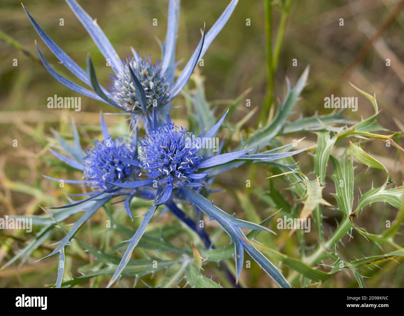 Schne italienische Eryngo oder Amethyst Meer Stechpalme Pflanze auf der  Wiese, lat Eryngium amethystinum, im Naturpark Uka, Kroatien  Stockfotografie - Alamy