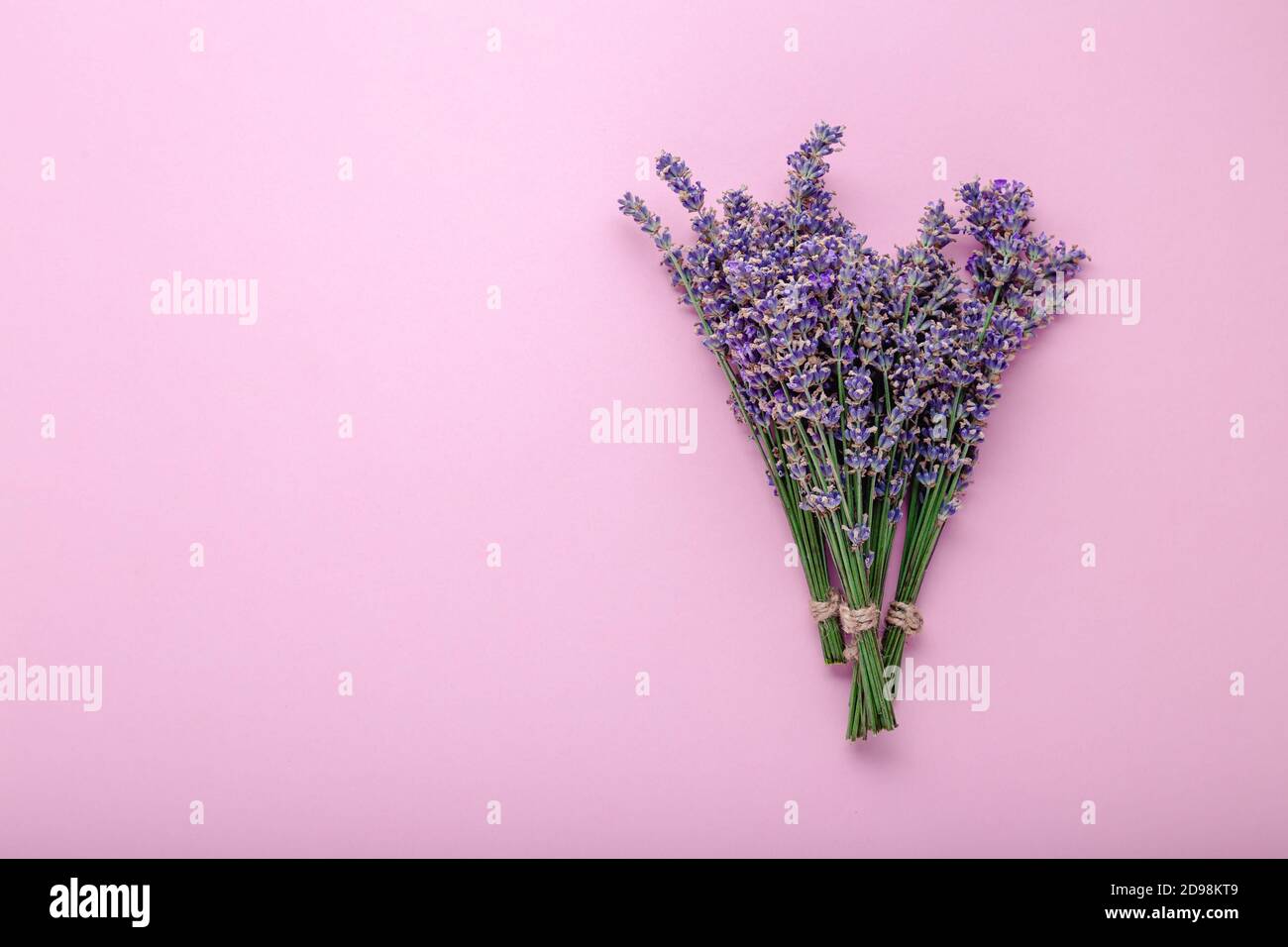 Frischer Lavendelblütenstrauß auf farbigem Hintergrund mit Kopierraum. Für Text platzieren. Flatlay lila Kräuterblüte. Lavendel Aromatherapie. Rosa Stockfoto