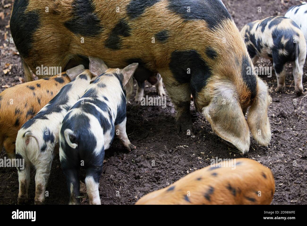 Bio Oxford Sandy Und Black Seltene Rasse Mutterschwein Fütterung Mit Ferkeln Auf Dem Bauernhof Stockfoto