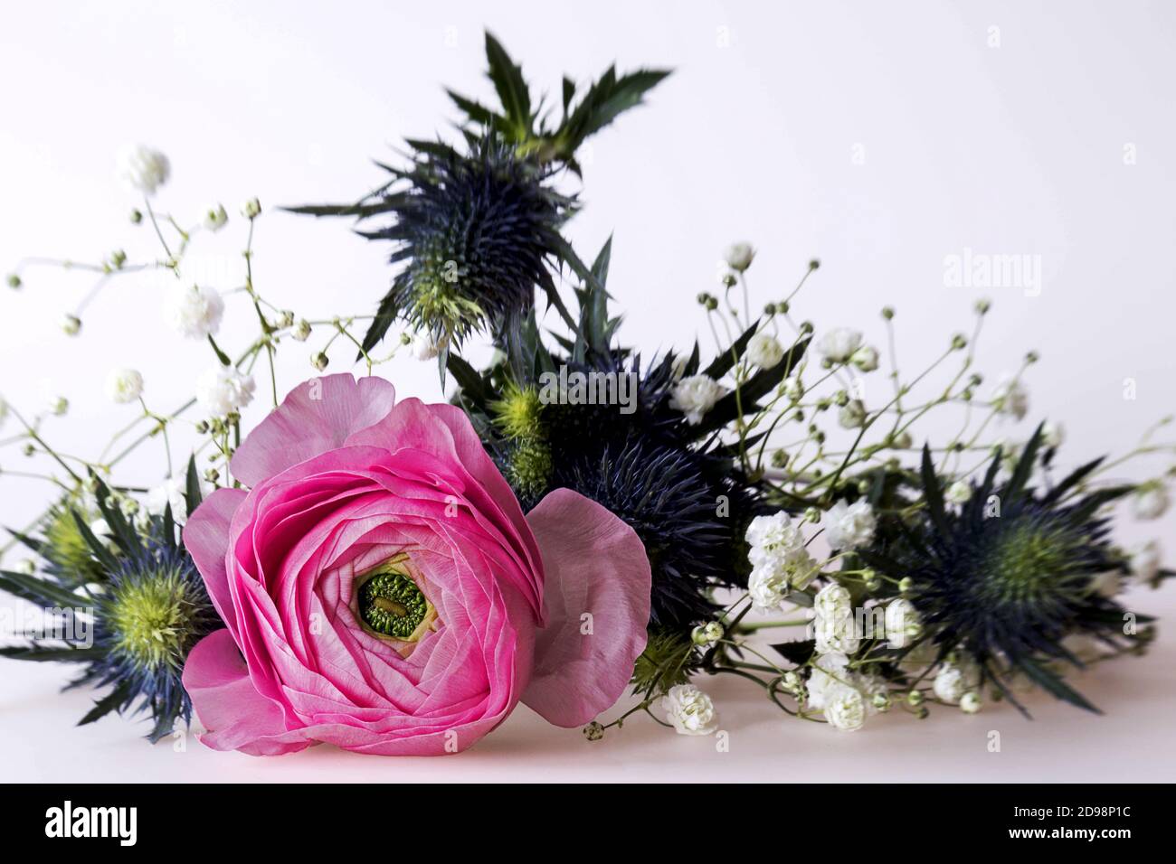 Zart und stachelig kombiniert, rosa Ranunculus, blaue Disteln und weiße Gipsophila Stockfoto