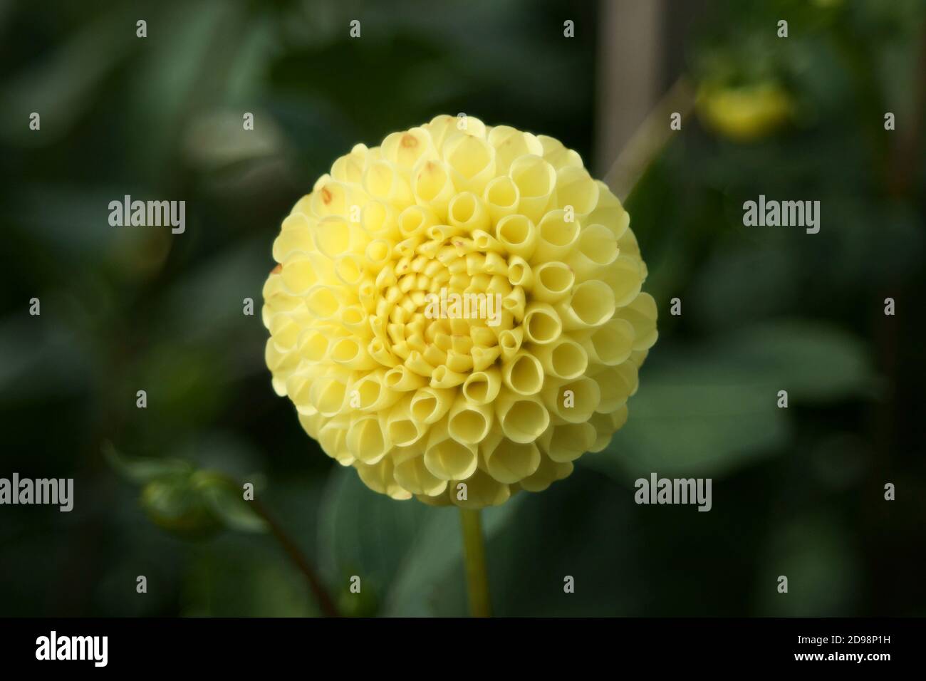 Dahlia „Lismore Moonlight“ Stockfoto