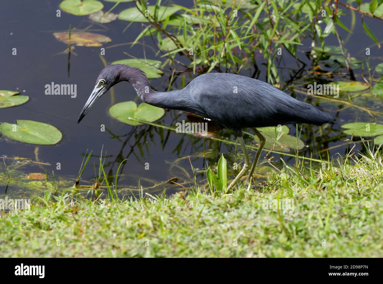 Little Blue Heron (Egretta caerulea) Erwachsene Jagd inmitten der Vegetation am Wasser Everglades NP, Florida Februar Stockfoto