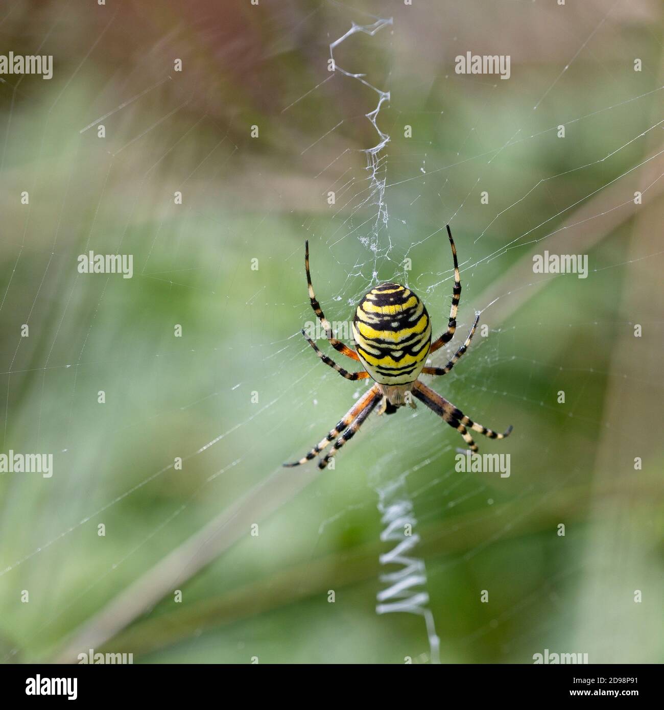 Wespe Spider (Argiope bruennichi) weiblich in ihrem Netz, Cornwall, England, Großbritannien. Stockfoto