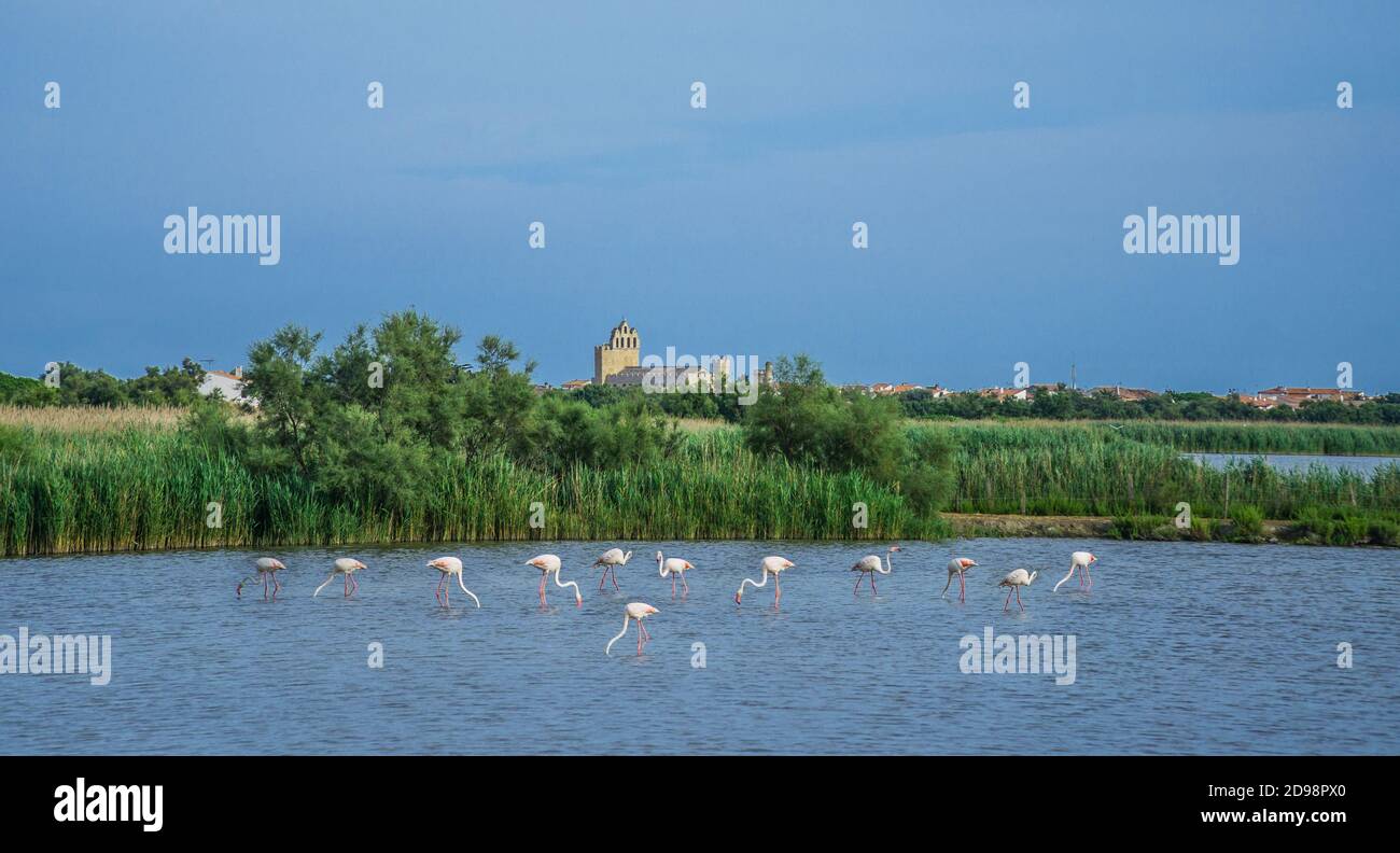 Flamingos am See Étang des Launes vor dem Hintergrund der Kirche Notre-Dame-de-la-Mer in Saintes-Maries-de-la-Mer, Camargue, Bouches-du-Rhône Stockfoto