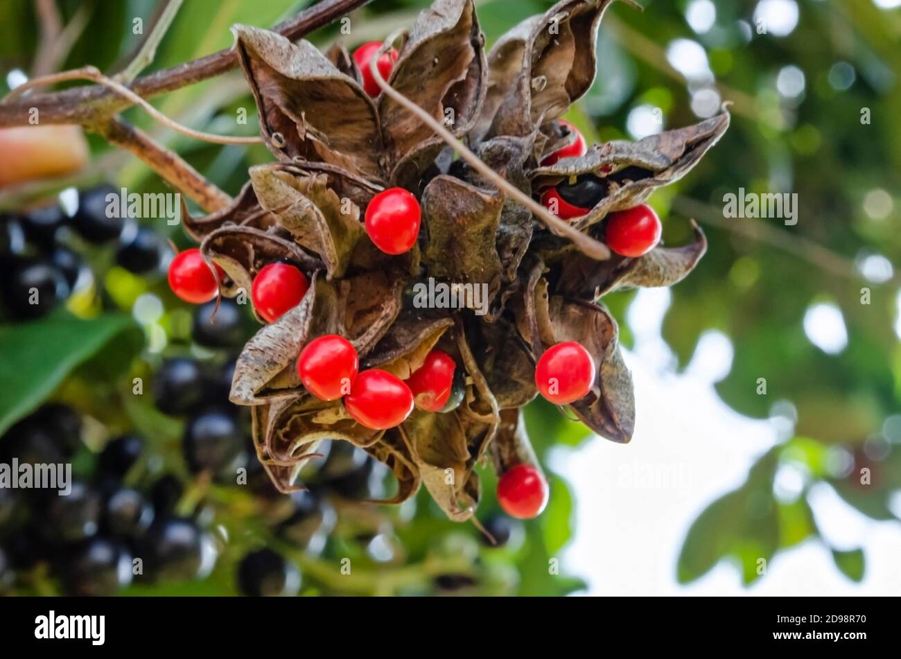 Hoch oben in einem Pimento-Baum ist ein Bündel von Abrus precatorius Bohnenschoten, die offen sind mit den runden schwarzen und roten Samen noch angebracht. Die Bohnen sind com Stockfoto