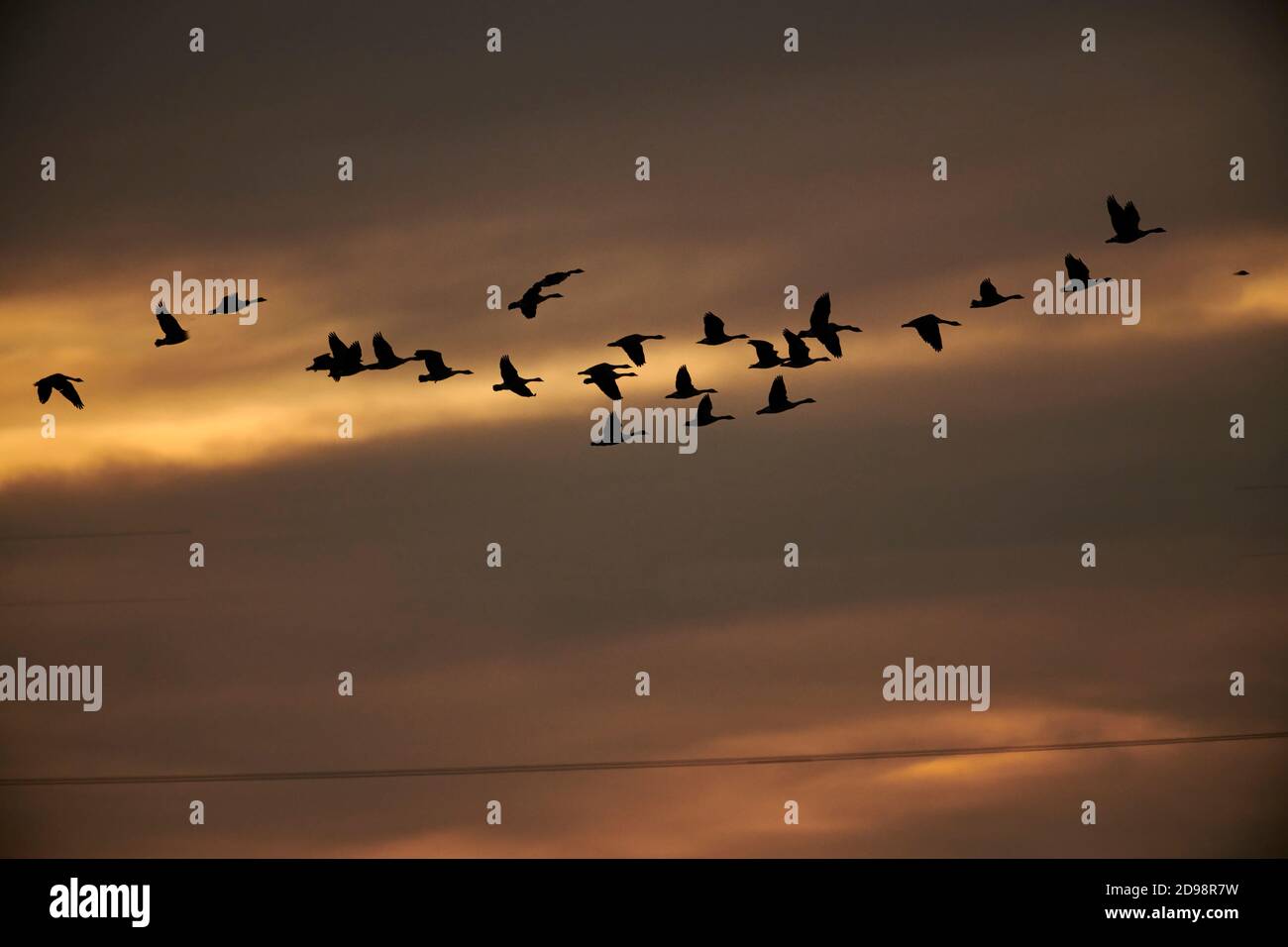 Flock of Canada Gänse (Branta canadensis) Silhouetten gegen die aufgehende Sonne, Ralph Klein Park, Calgary, Alberta, Kanada Stockfoto
